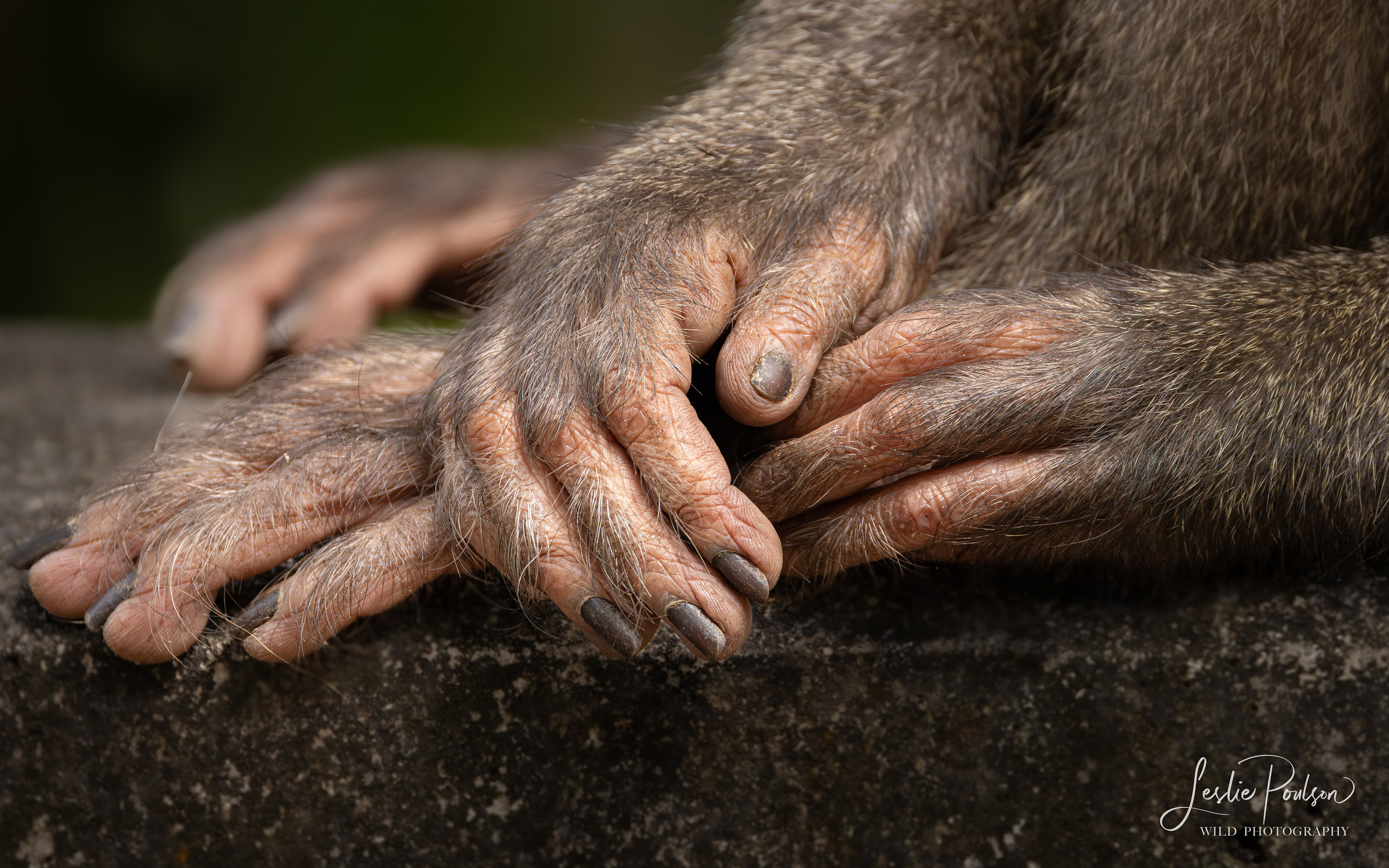 Northern Pigtailed Macaques - Cambodia