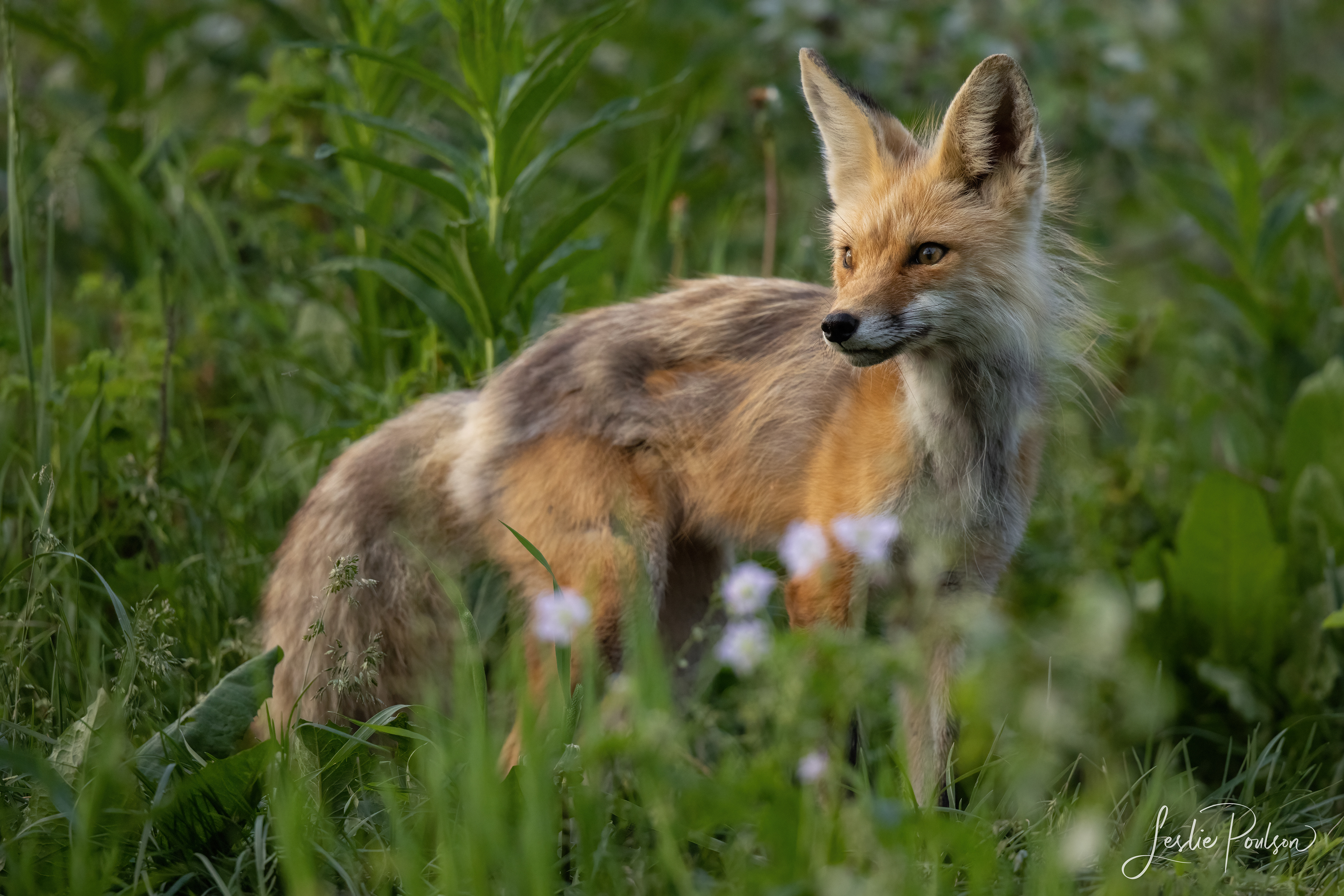 Red Fox - Canada