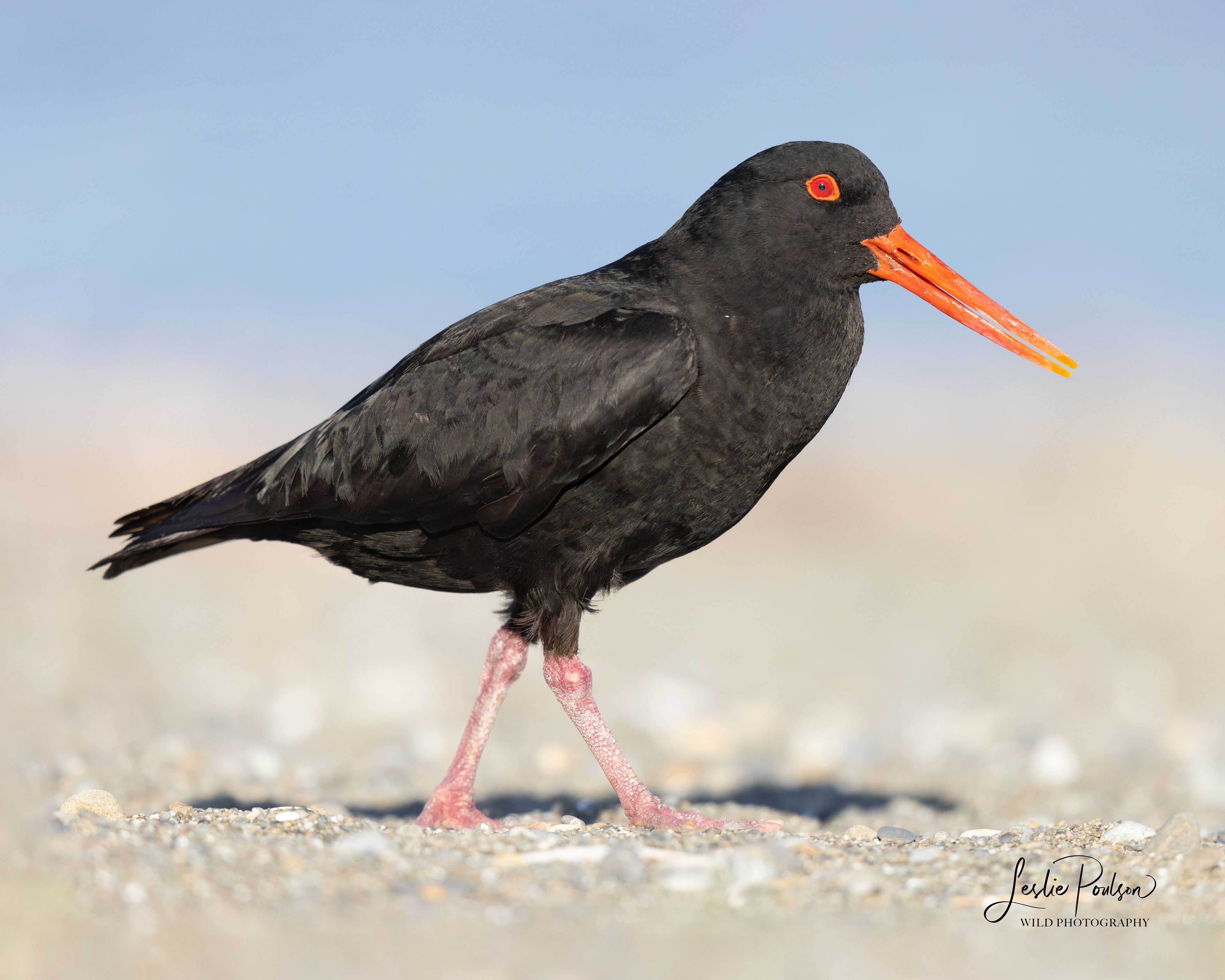 Tōrea Pango / Variable Oystercatcher at sunrise