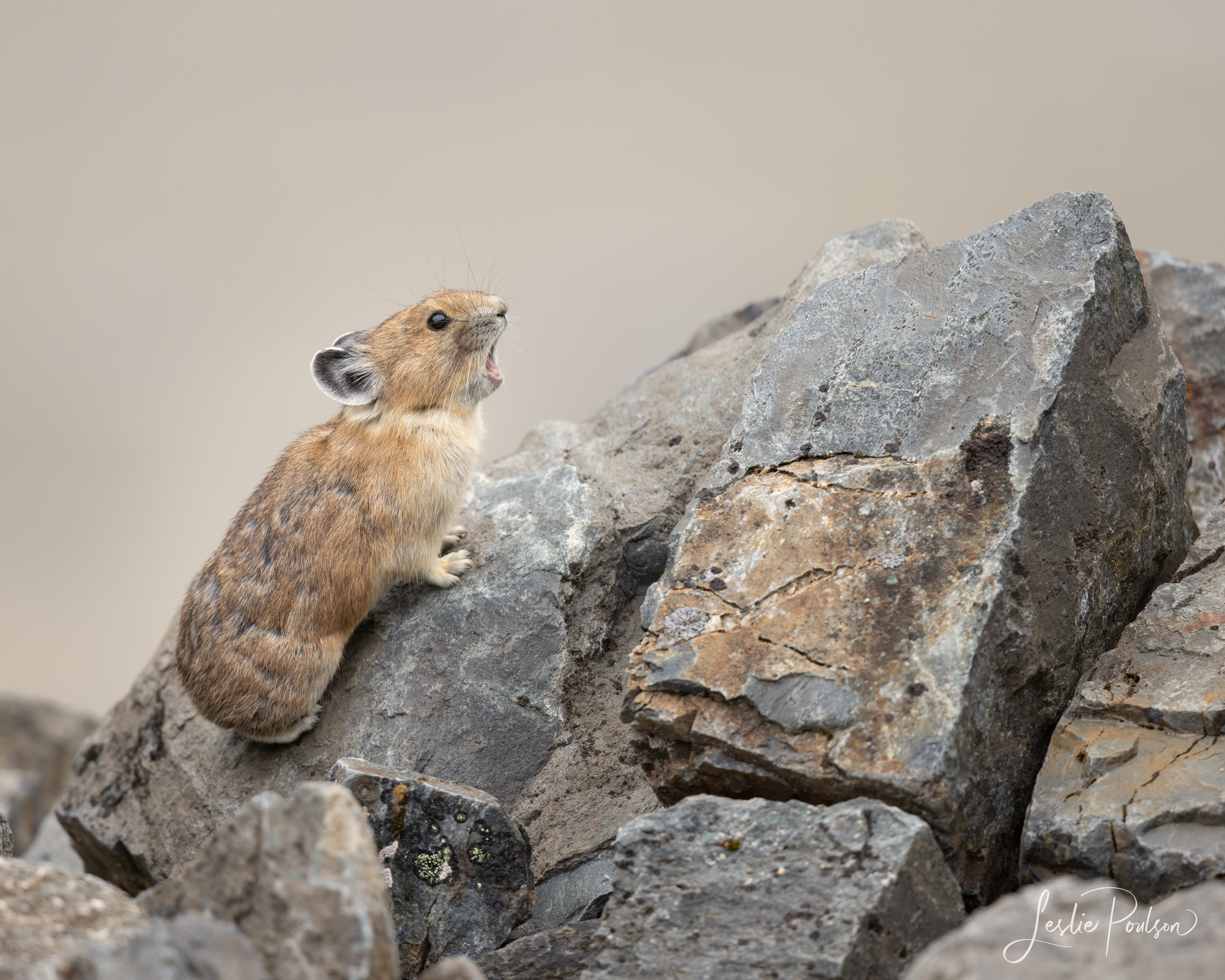 American Pika - Canada