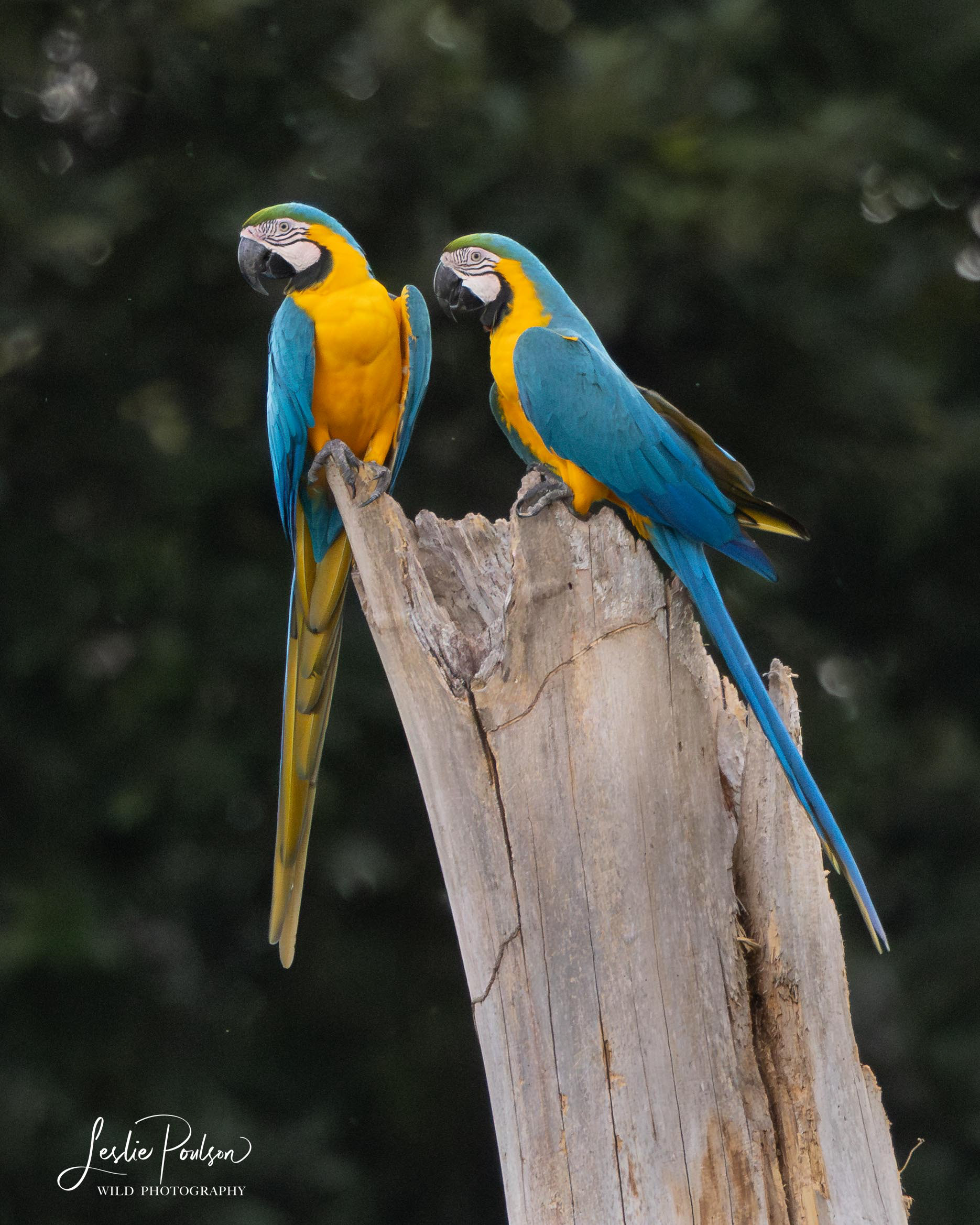 Blue and Yellow Macaw - Bolivia
