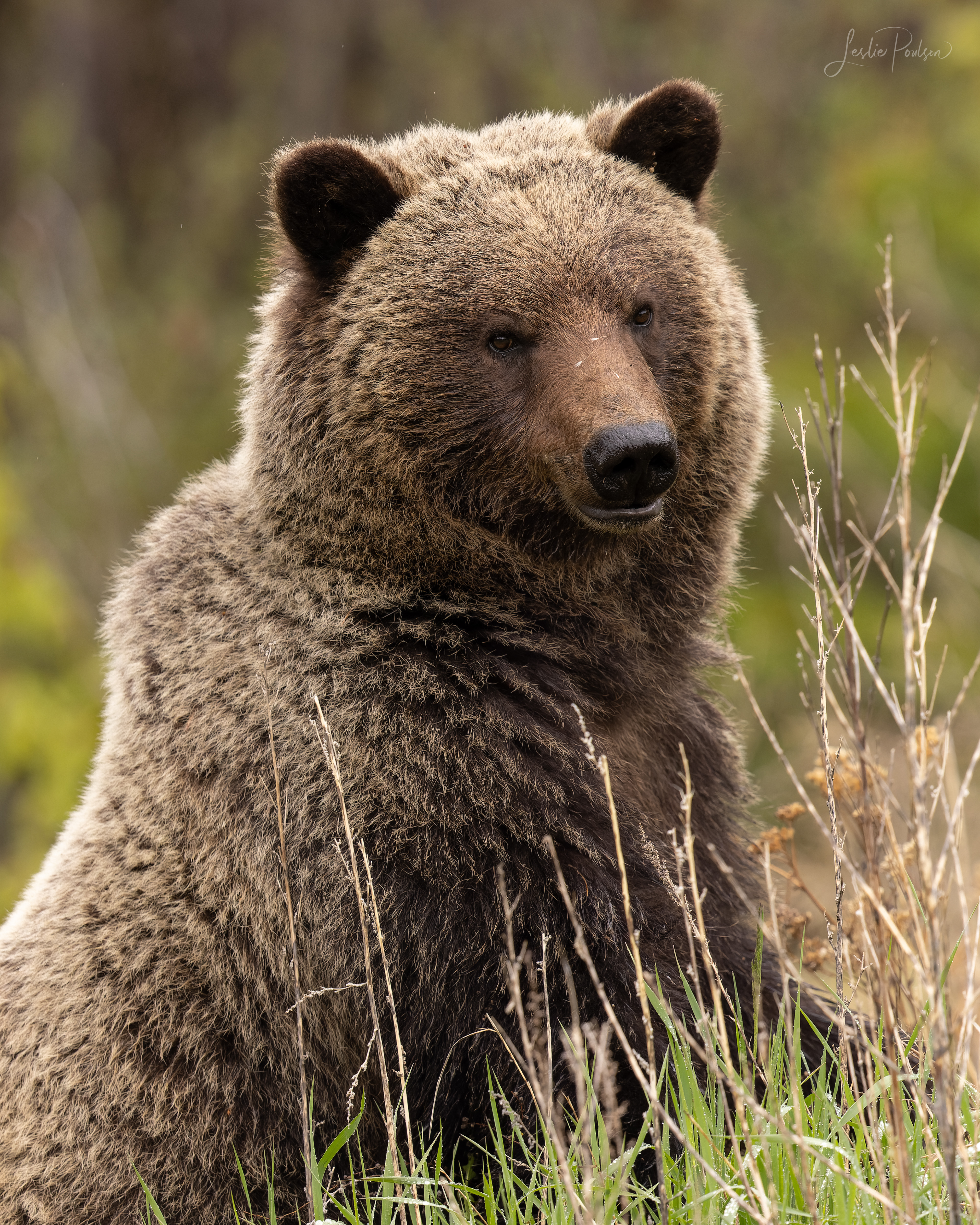 Grizzly Portrait
