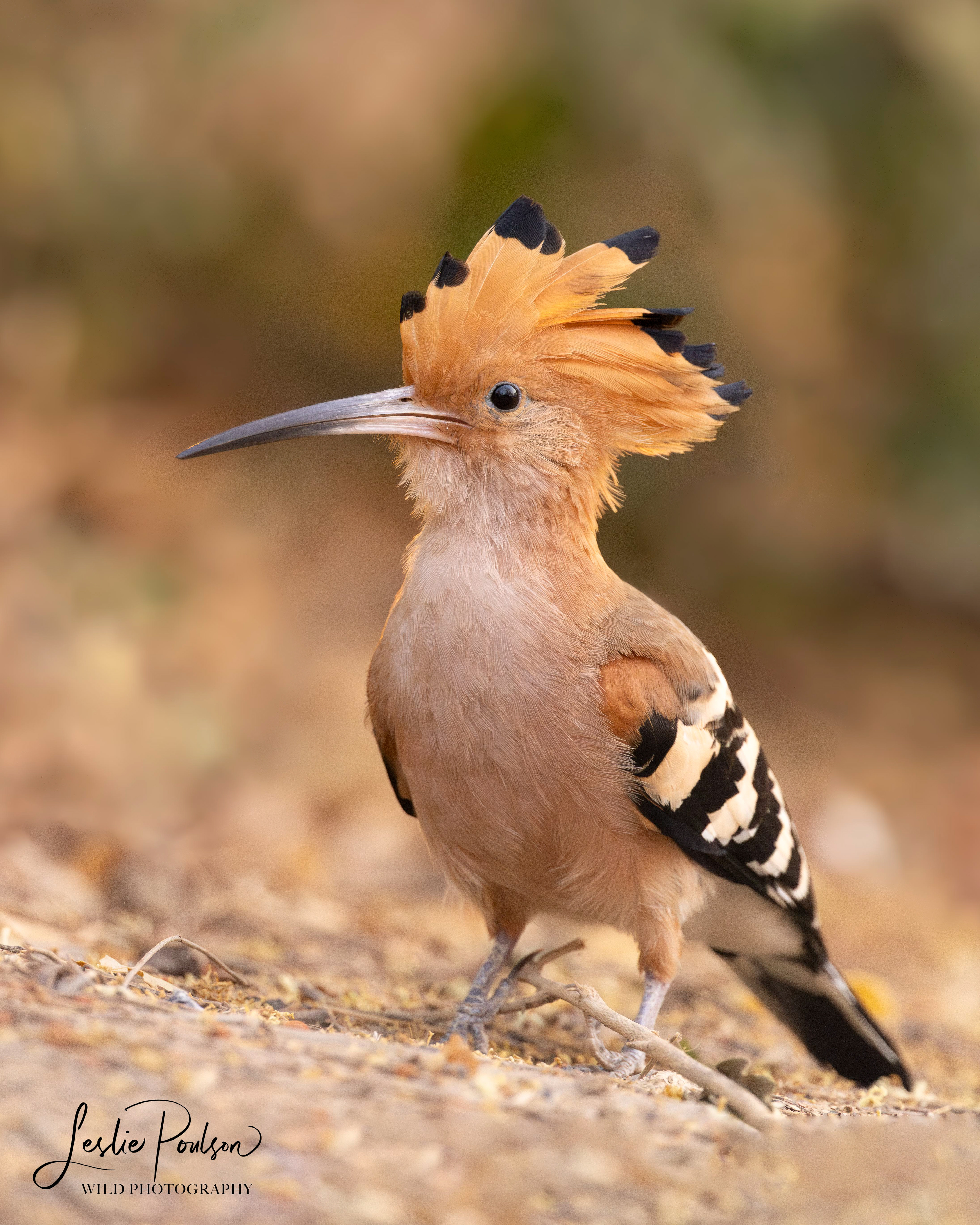 Madagascar Hoopoe