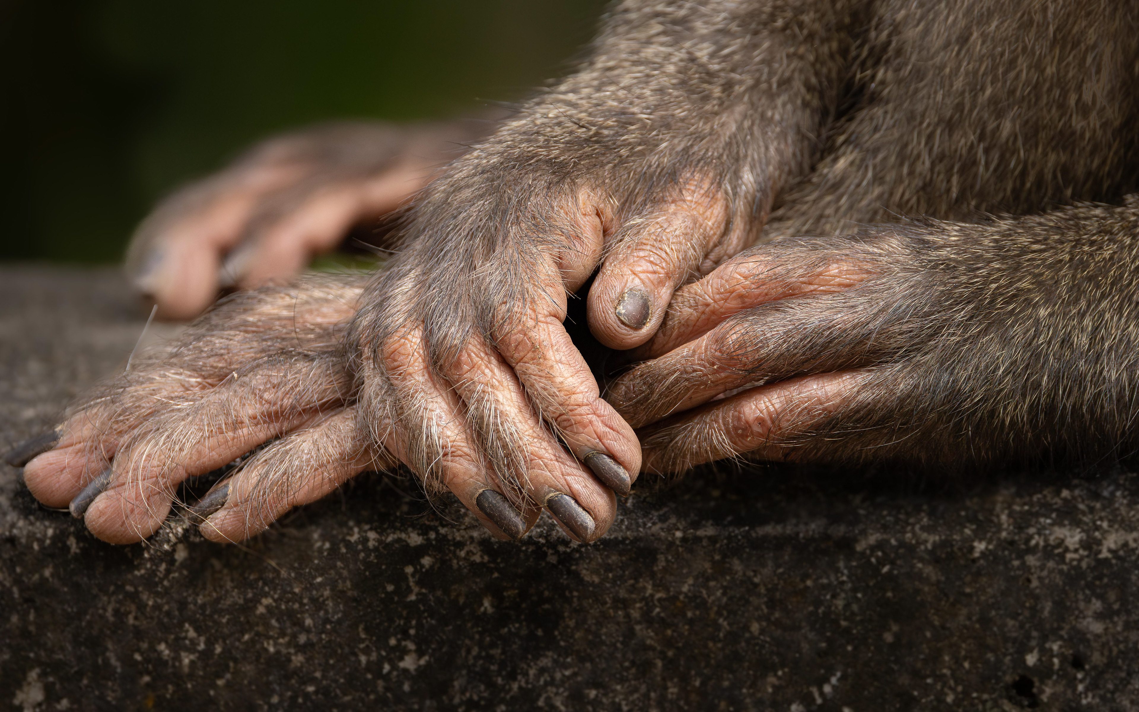 Long-Tailed Macaque - Cambodia