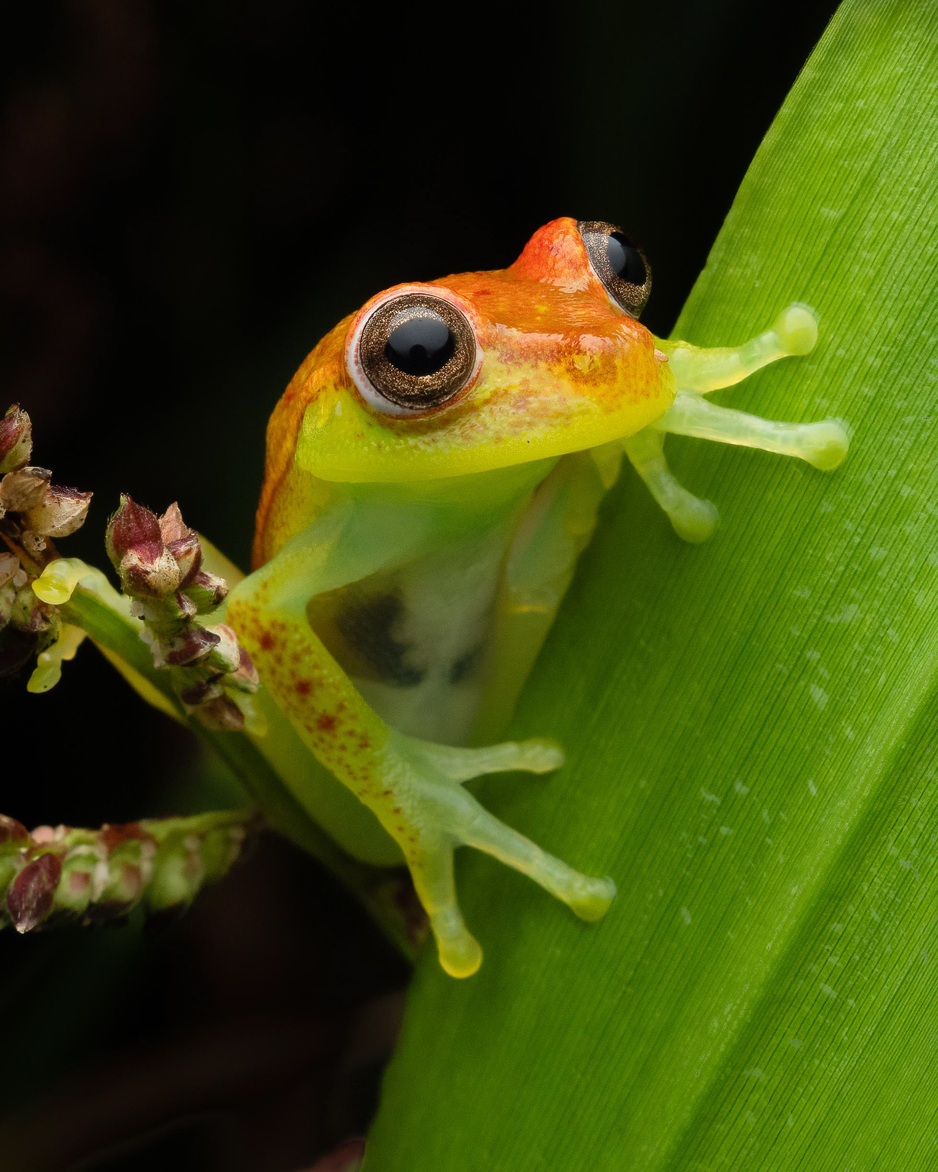 Common Polkadot Treefrog - Bolivia