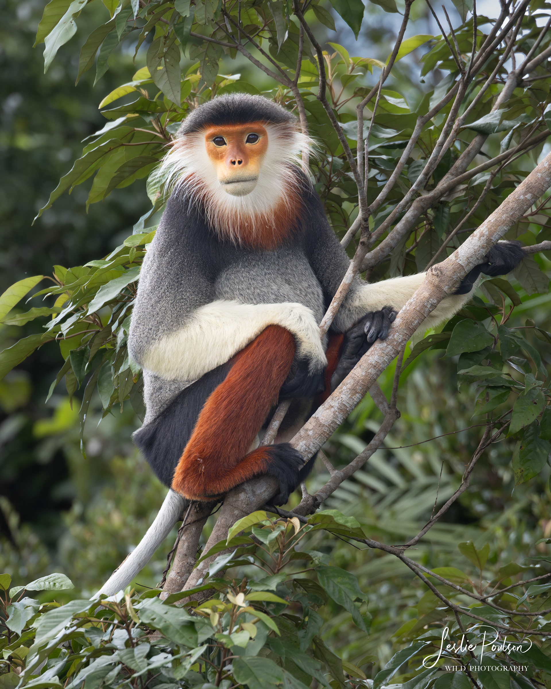 Red-shanked Douc - Vietnam
