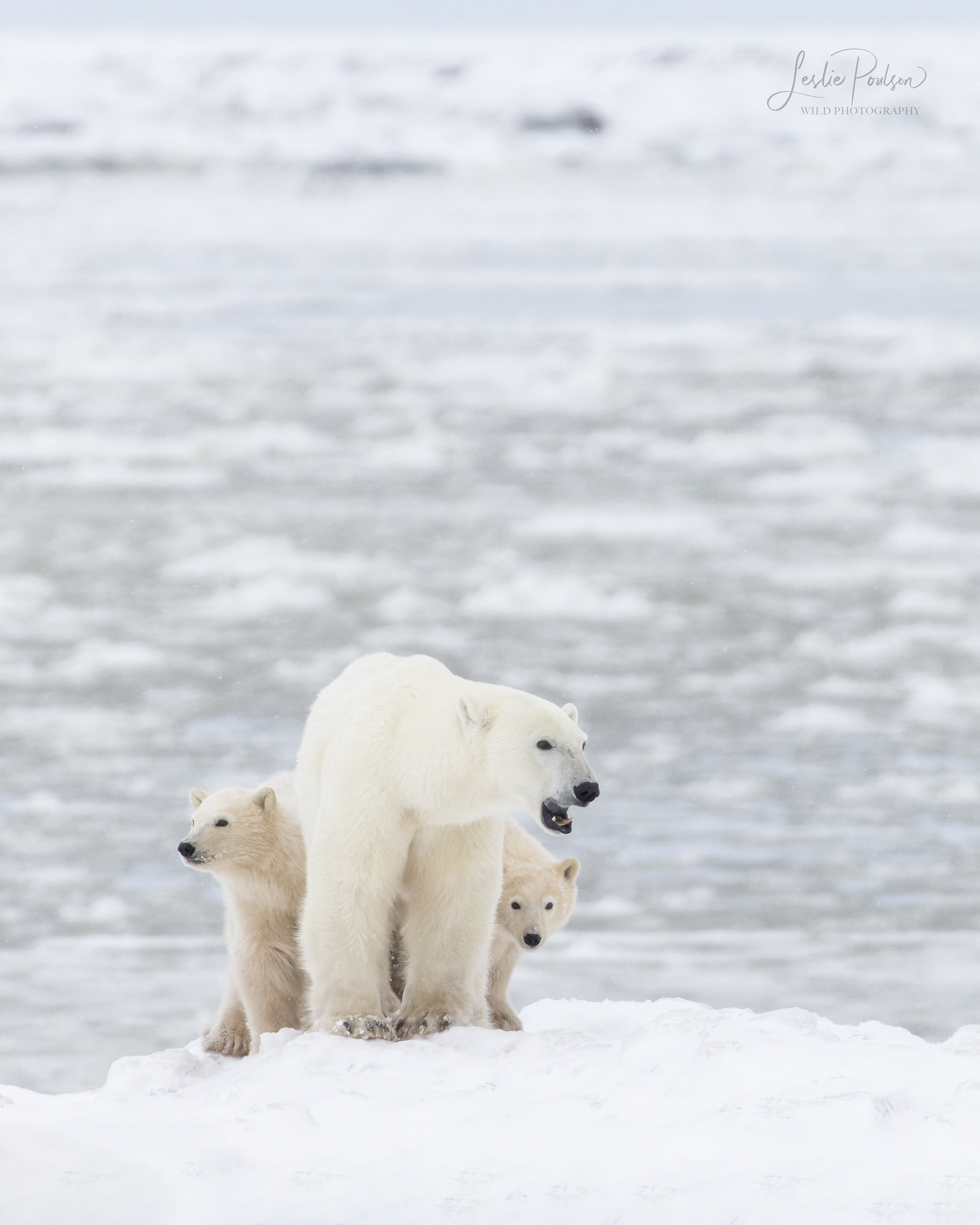 Polar Bear Family - Canada