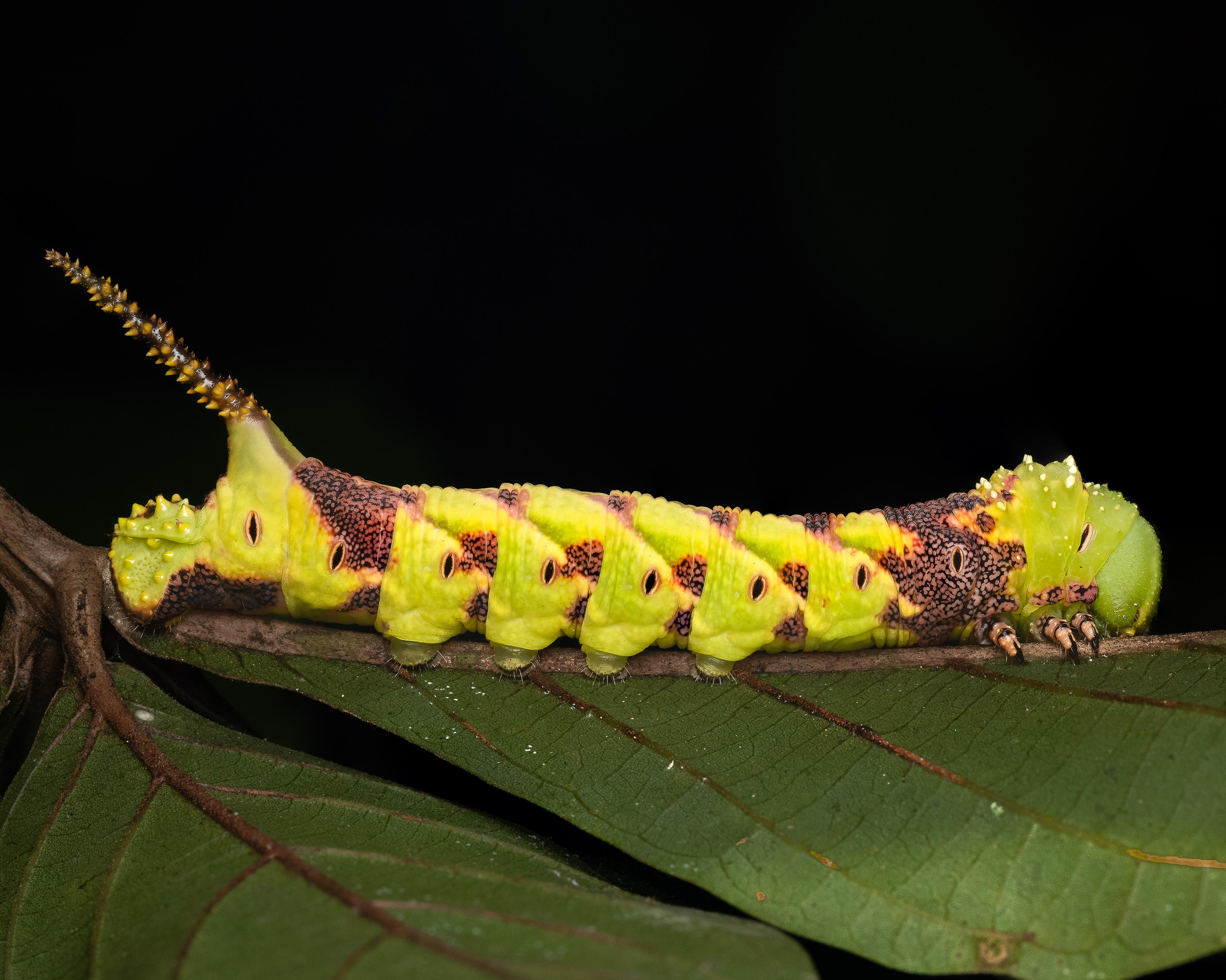 Caterpillar - Malaysia