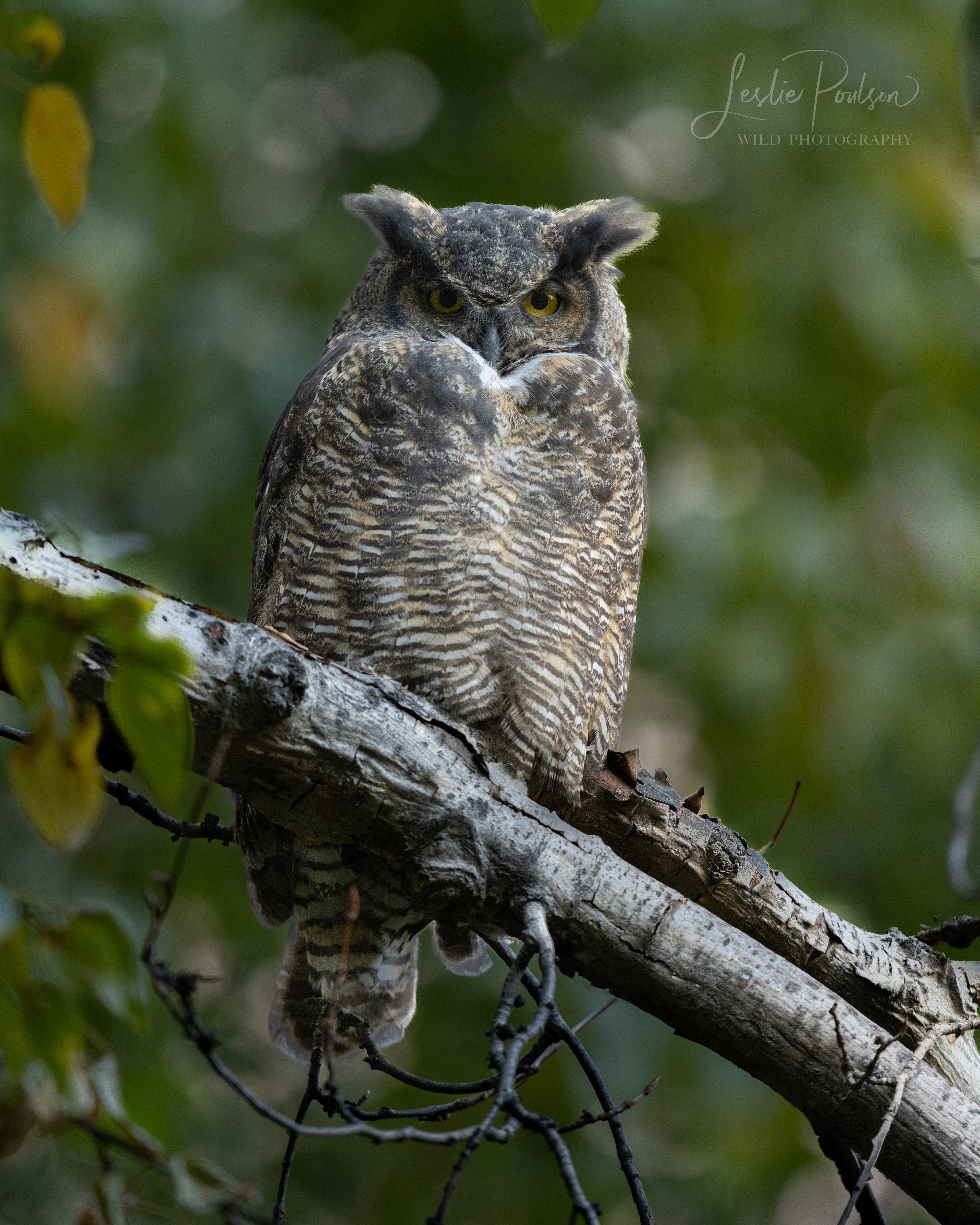 Great Horned Owl - Canada