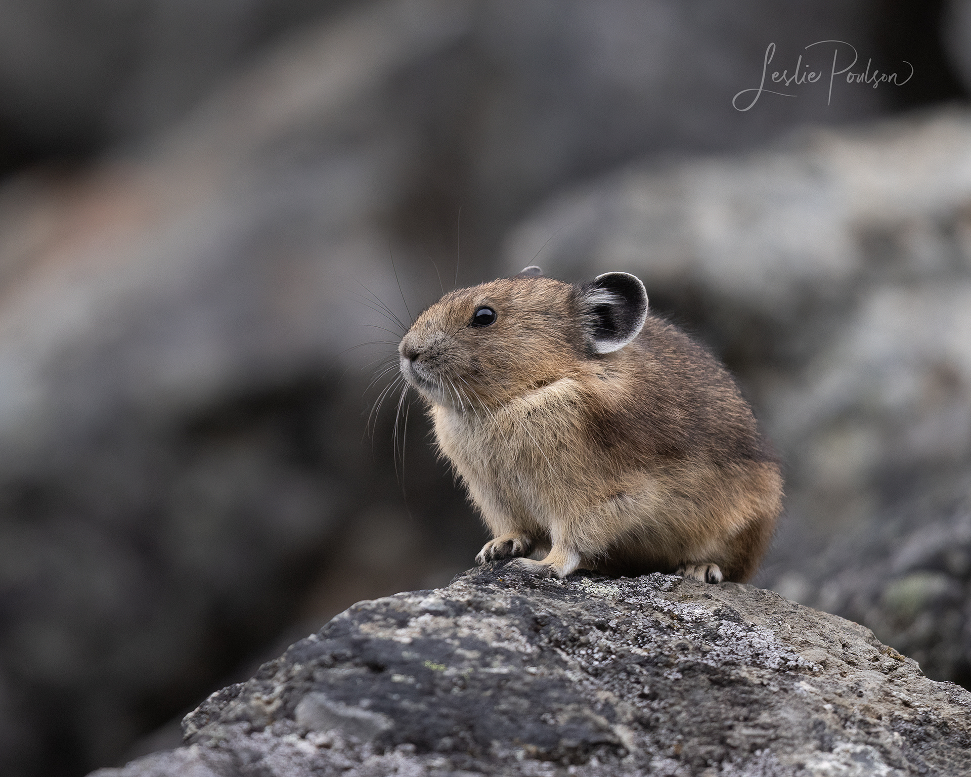 American Pika - Canada