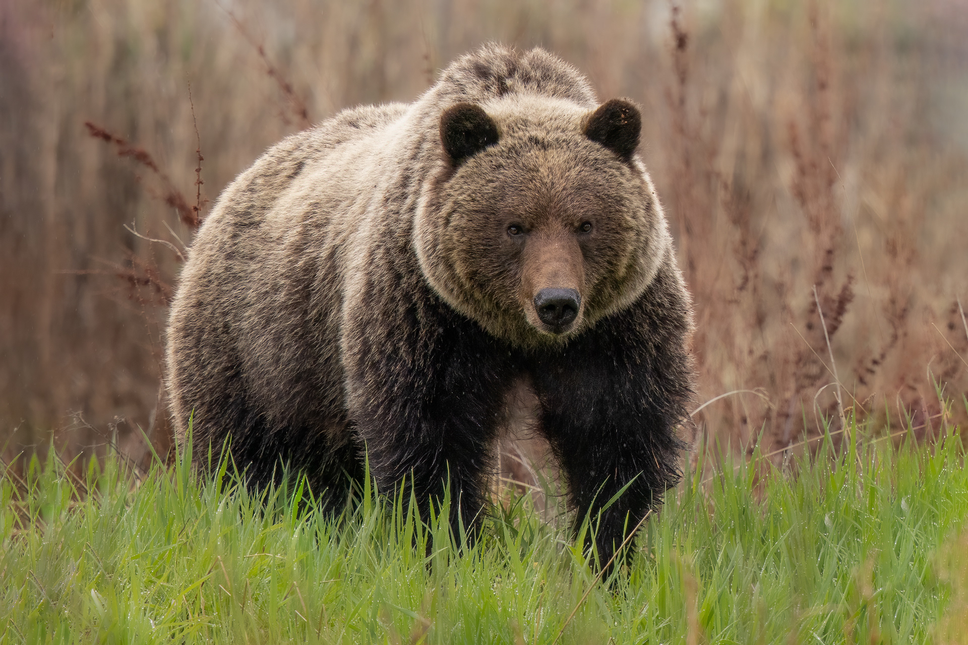 Grizzly Bear - Canada