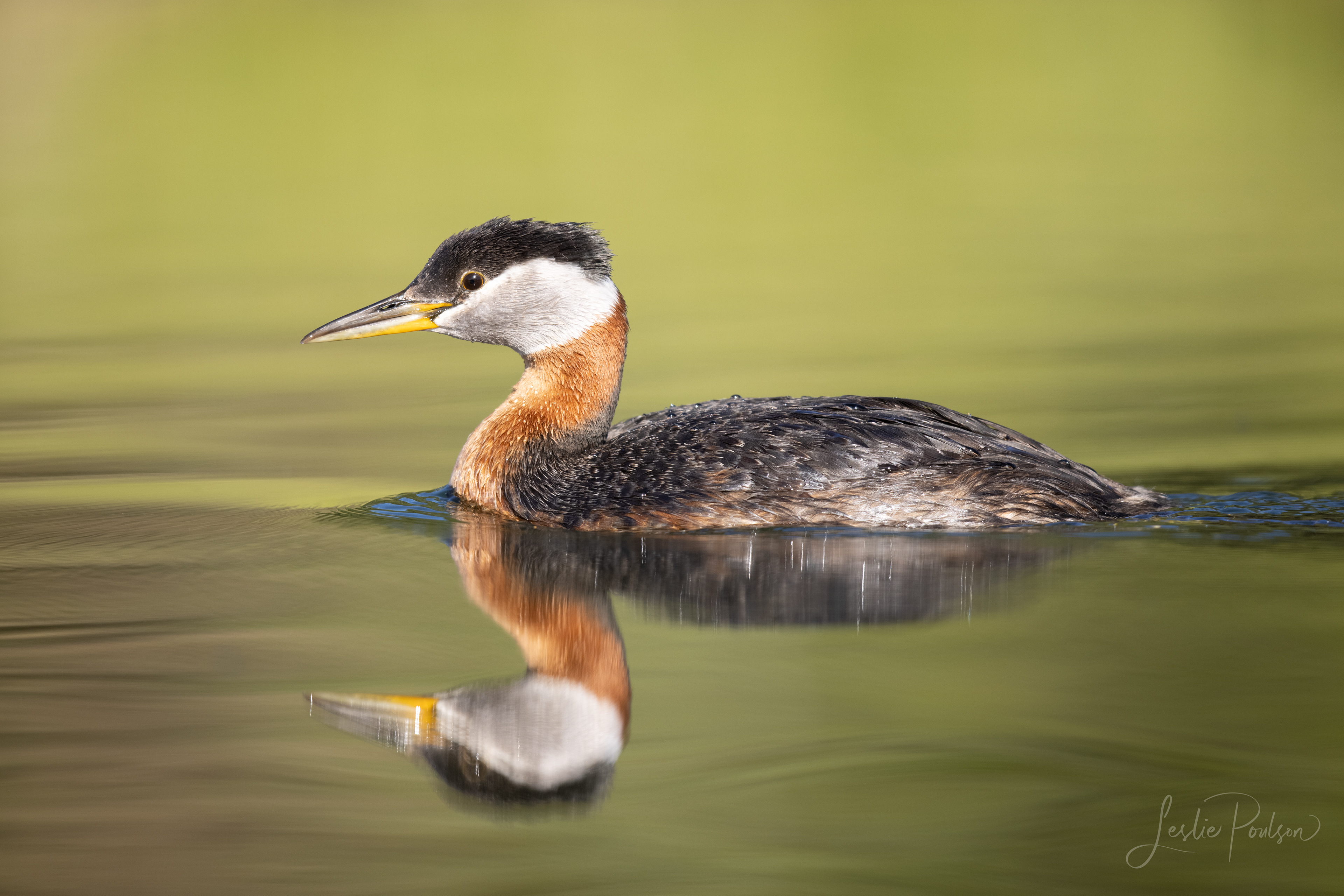 Red-necked Grebe - Canada