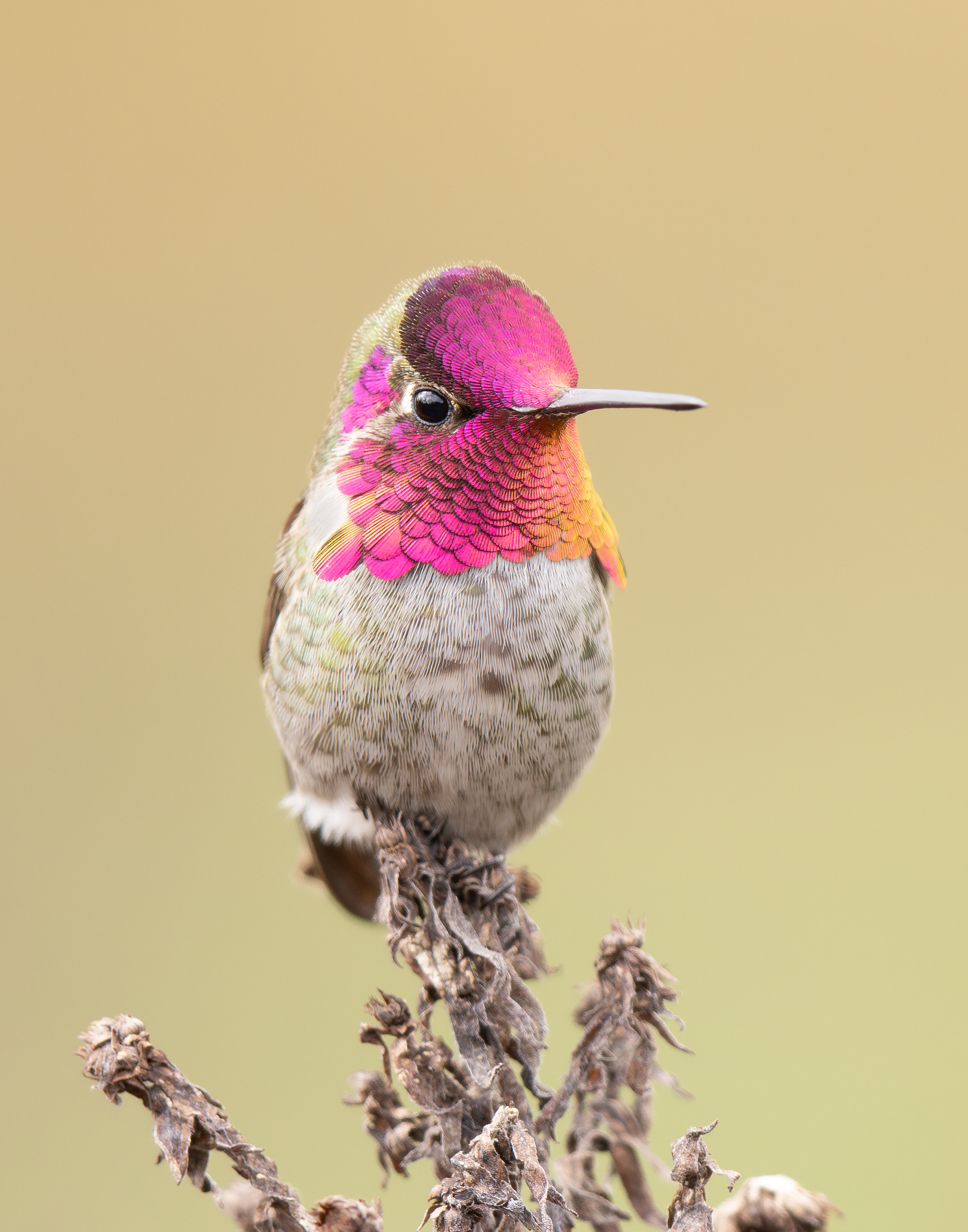 Anna's Hummingbird