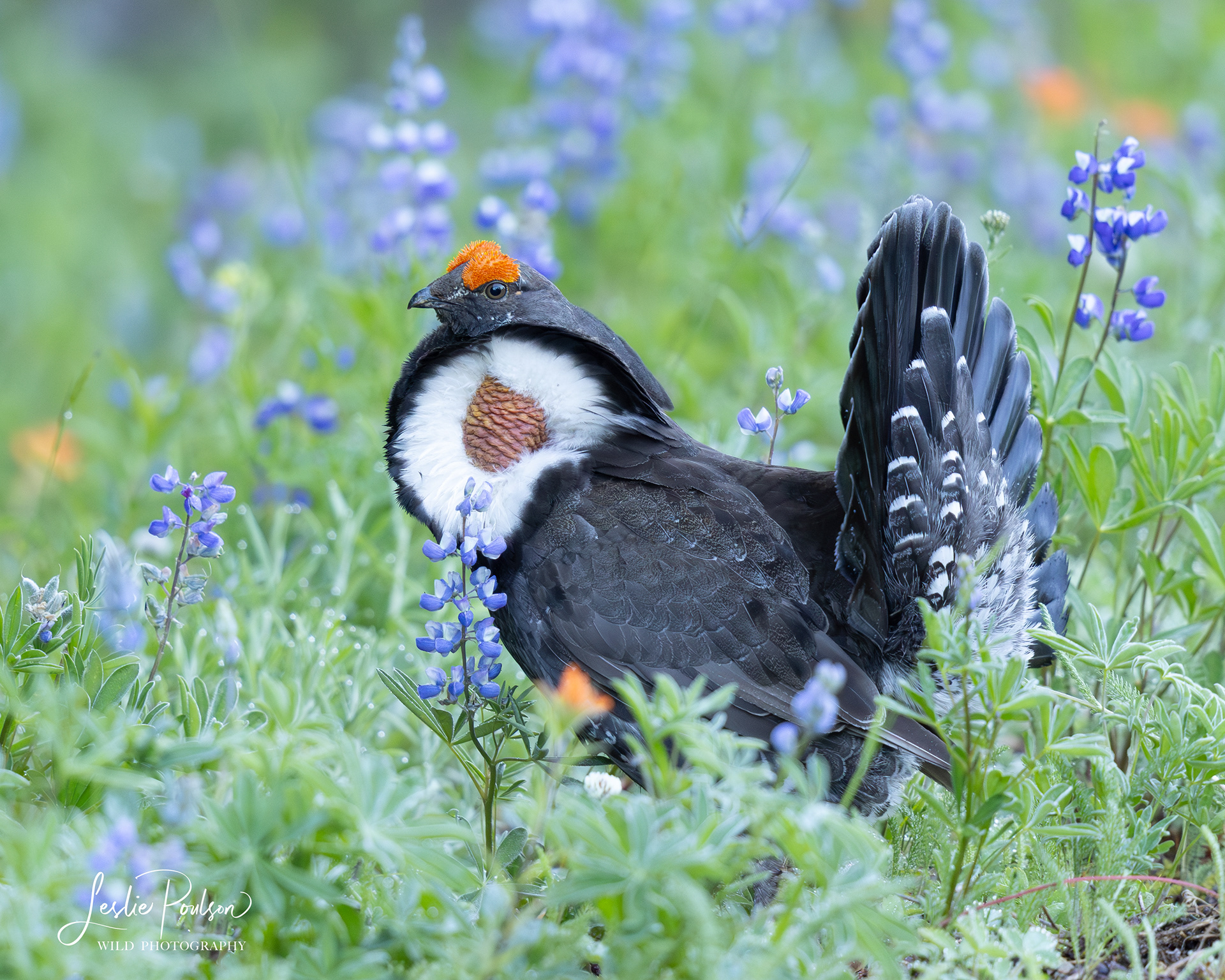 Sooty Grouse - Canada