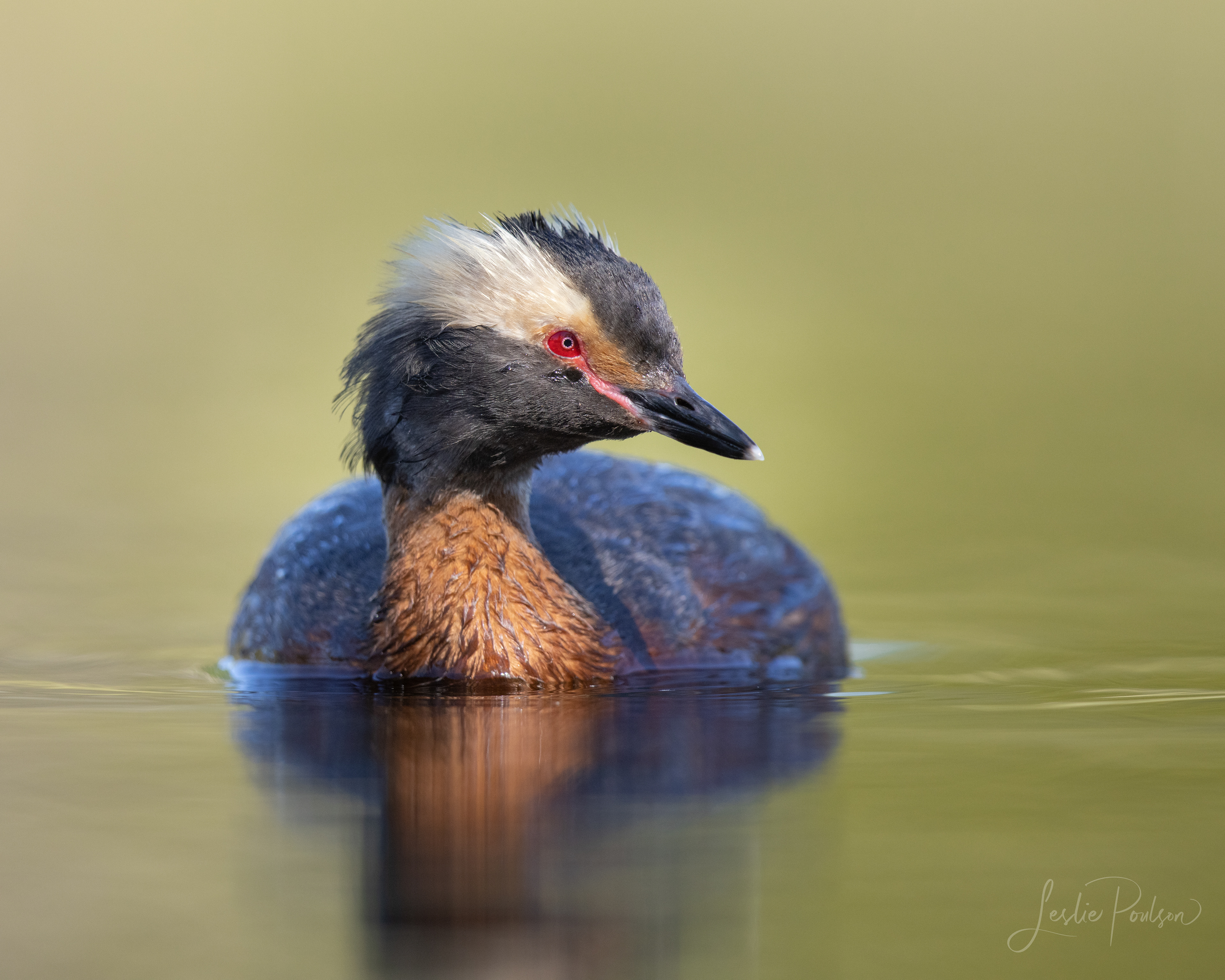 Horned Grebe - Canada