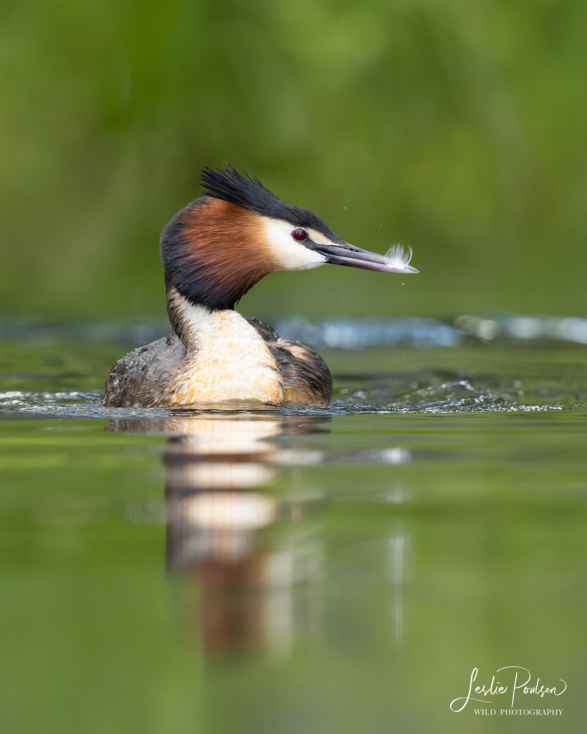 Pūteketeke / Australasian Crested Grebe Portrait