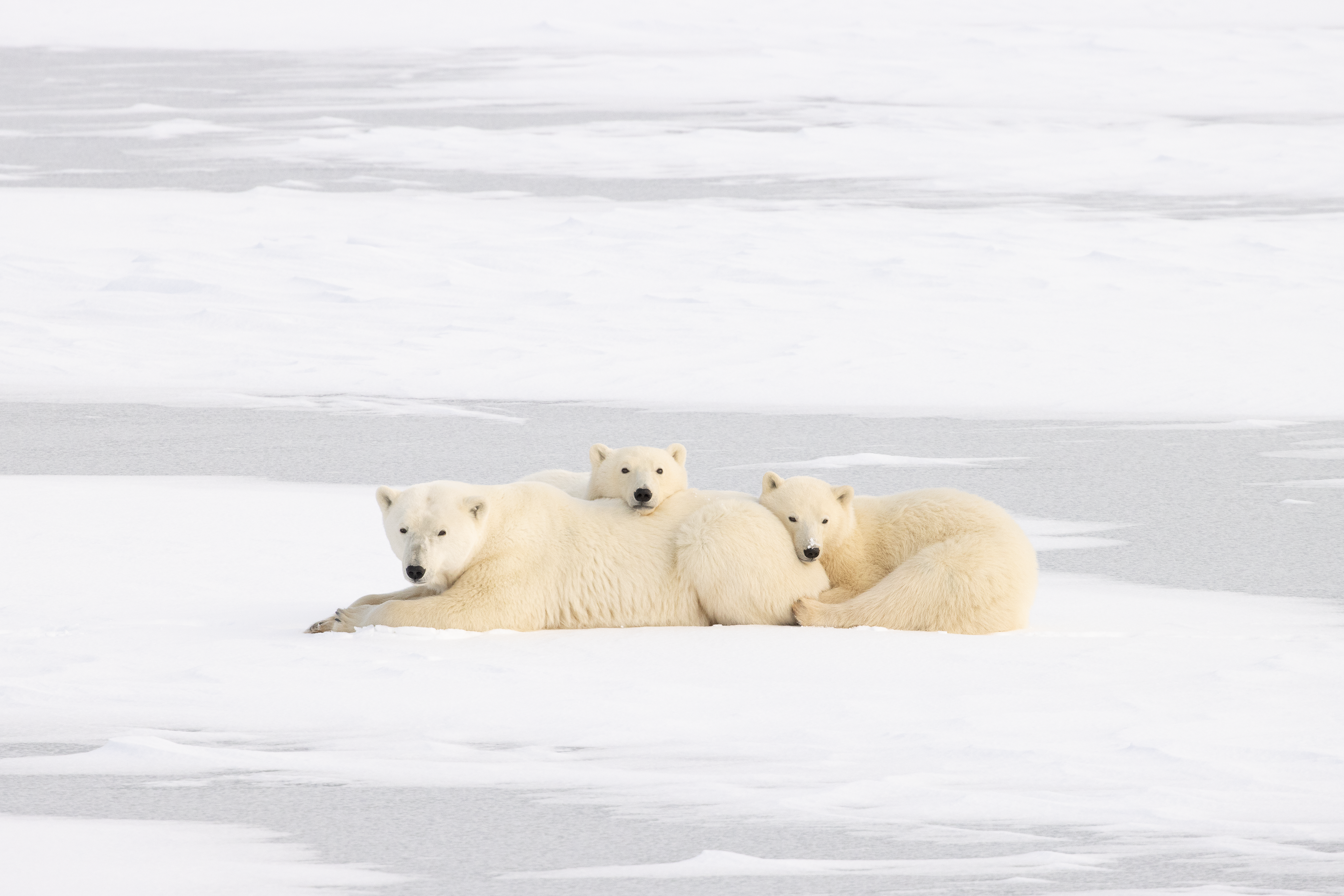 Polar Bear Cuddle Puddle