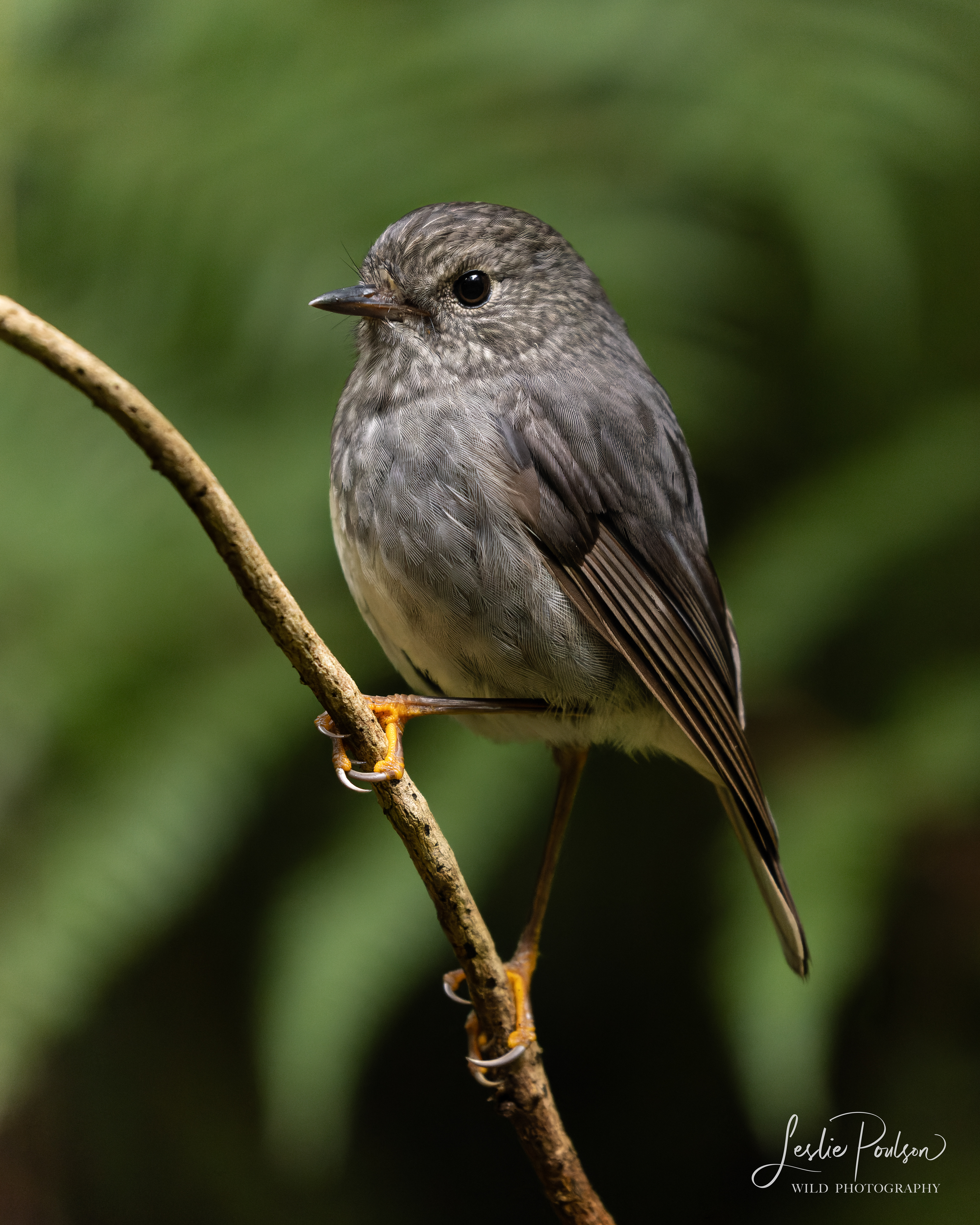 North Island Robin - New Zealand