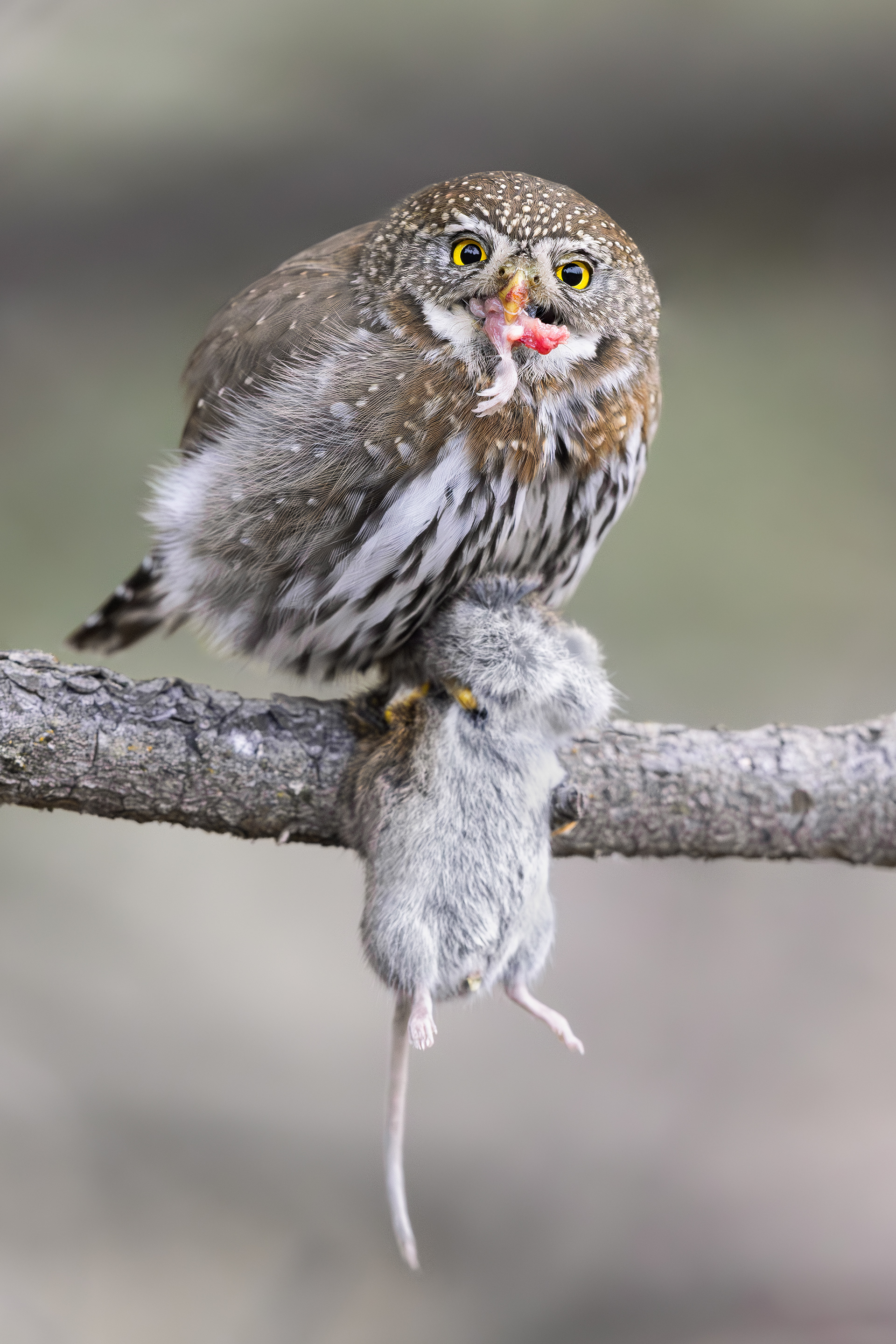 Northern Pygmy-Owl with Vole