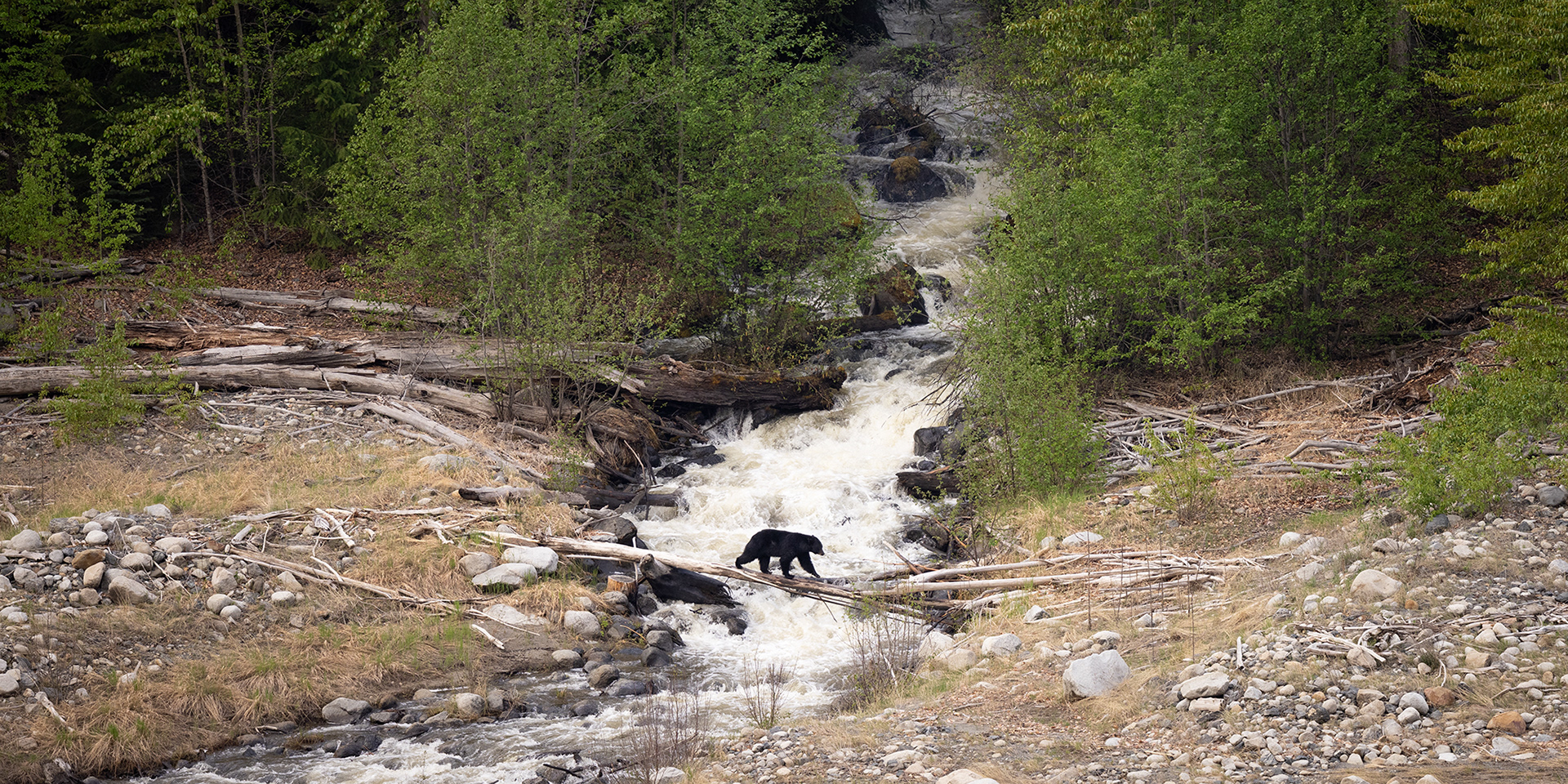 Black Bear - Canada