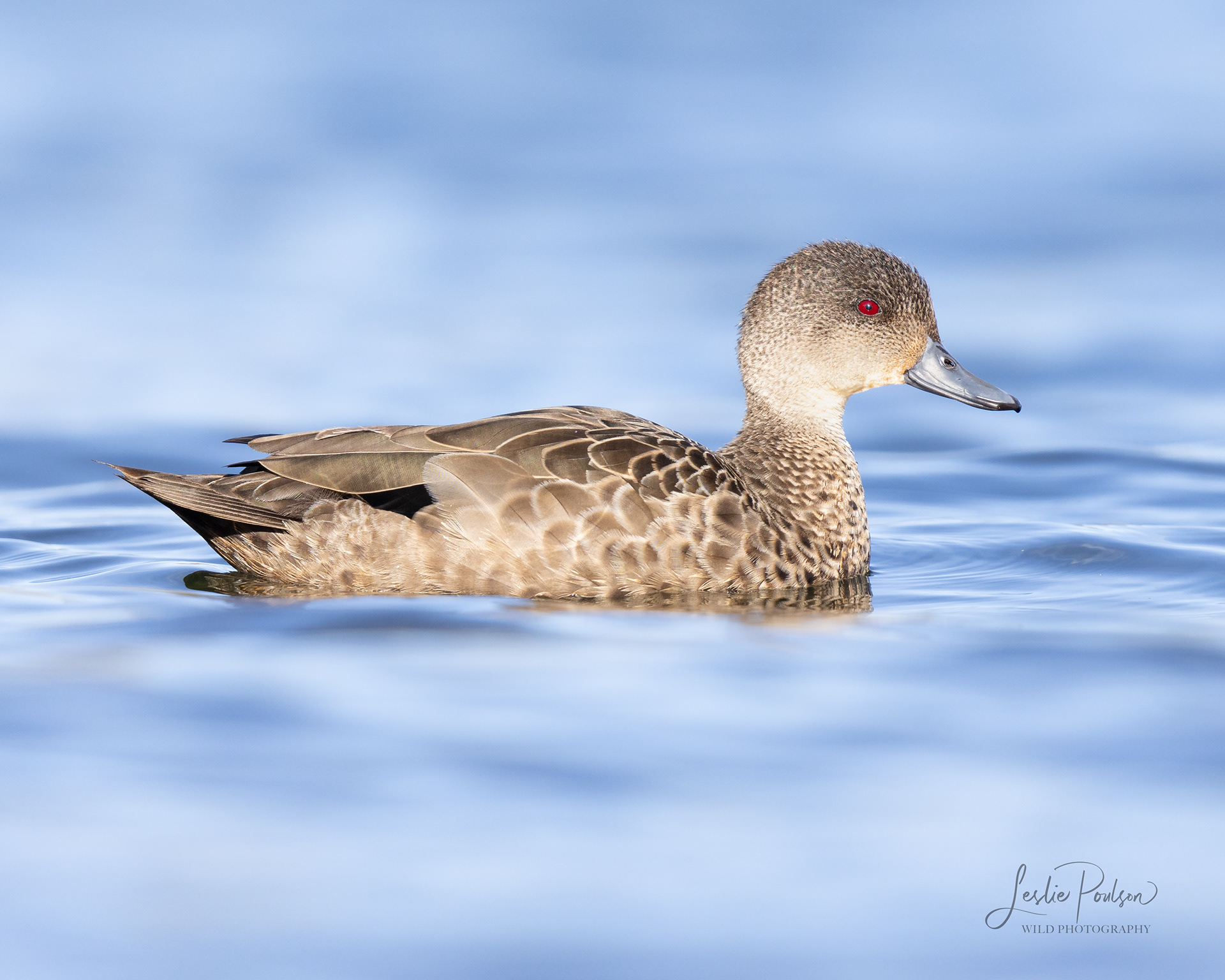 Tētē Moroiti / Grey Teal Portrait