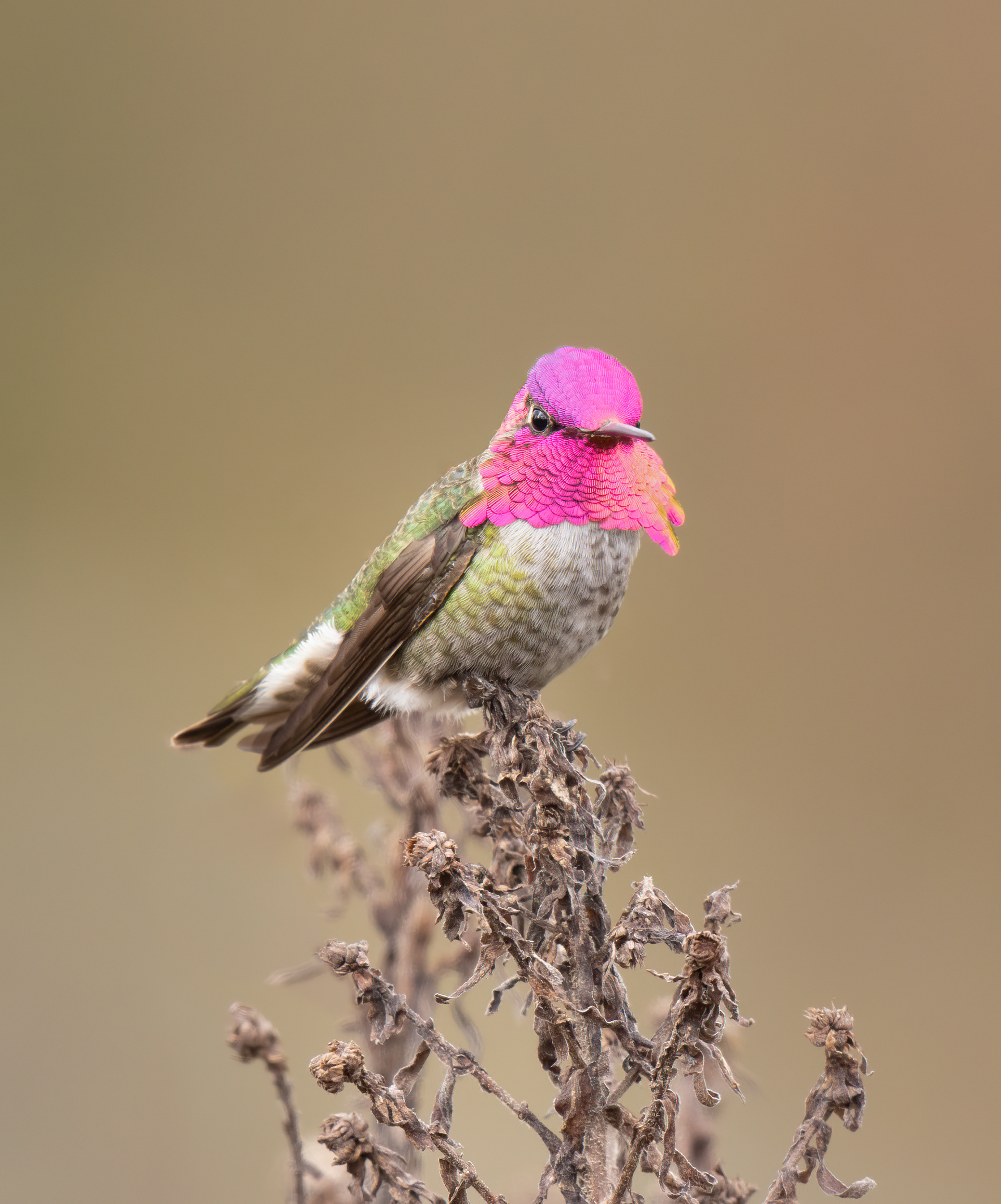 Anna's Hummingbird - Canada