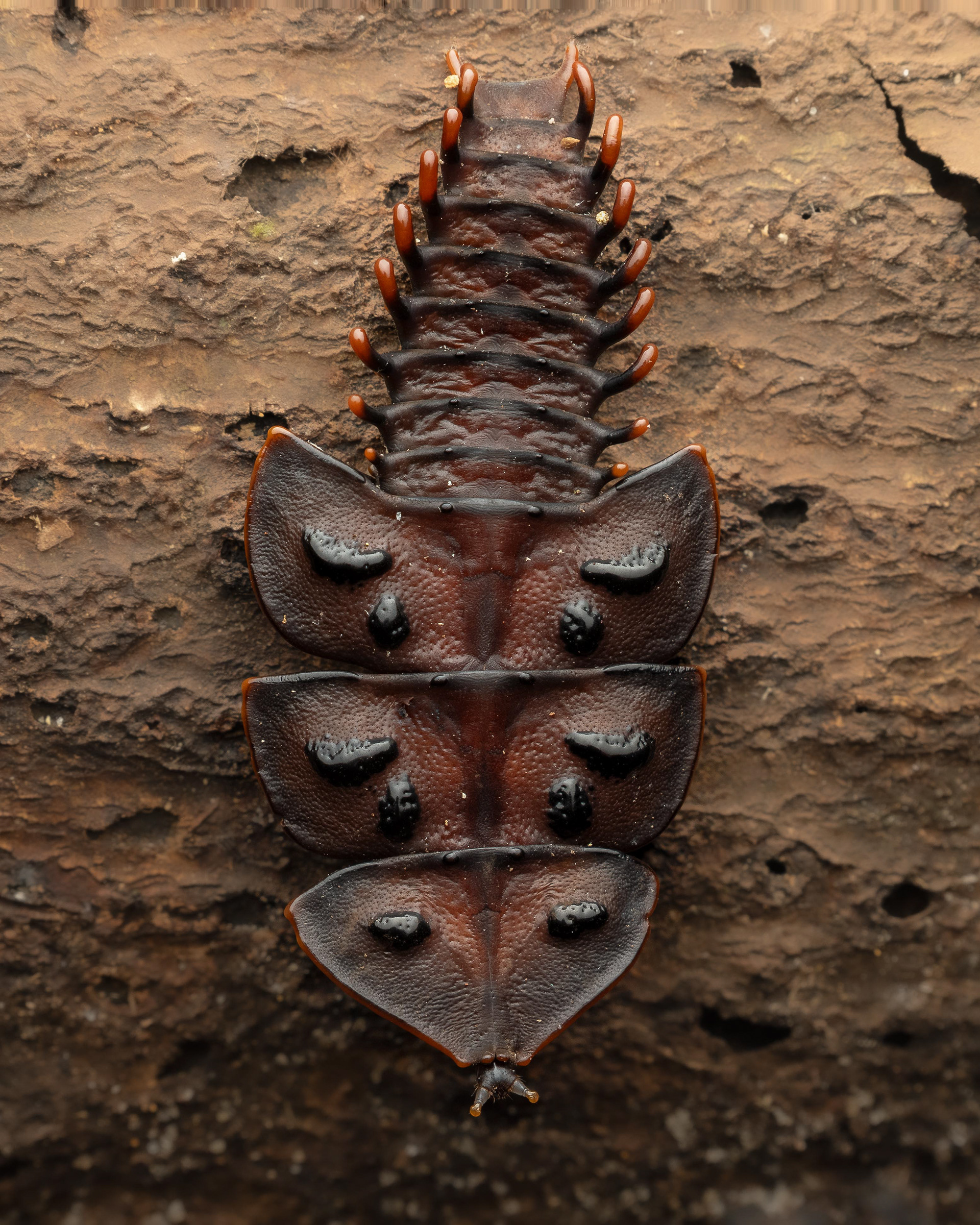 Trilobite Beetle - Malaysia