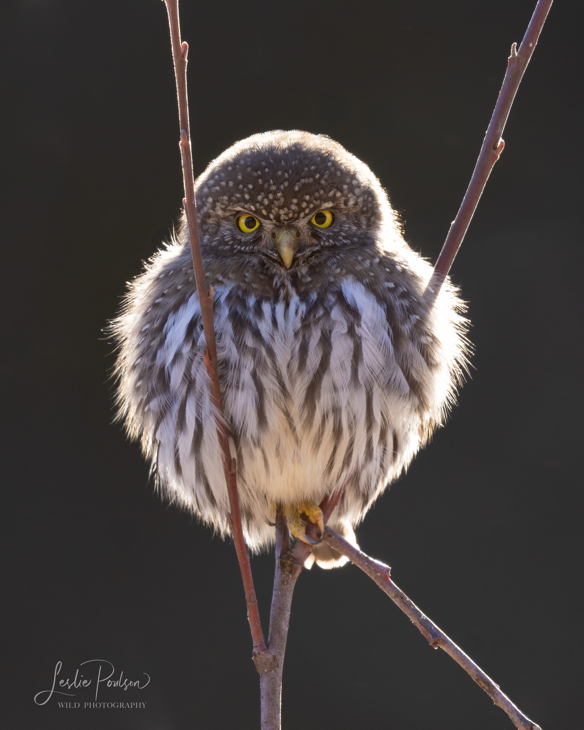 Northern pygmy-owl - Canada