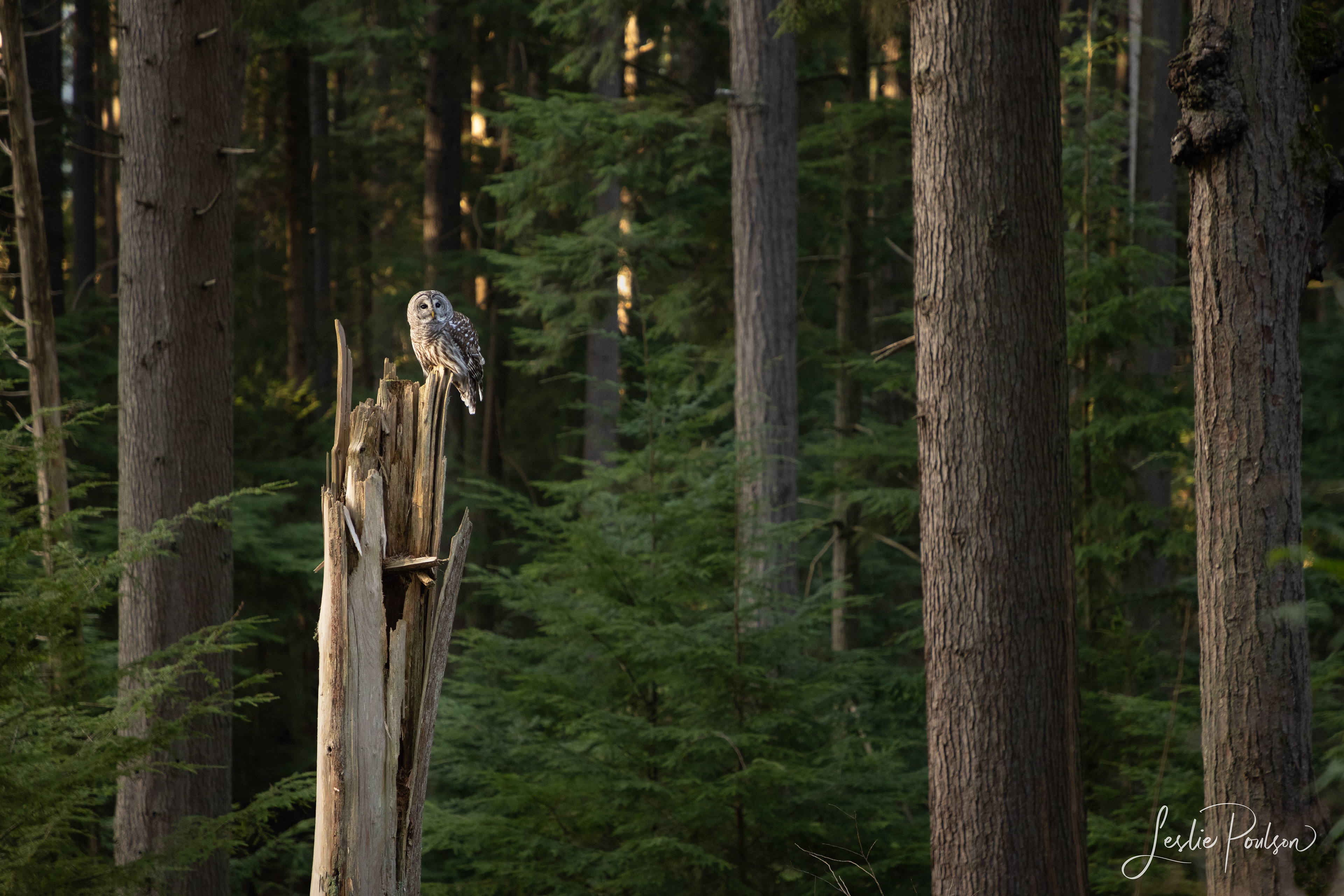 Barred Owl - Canada