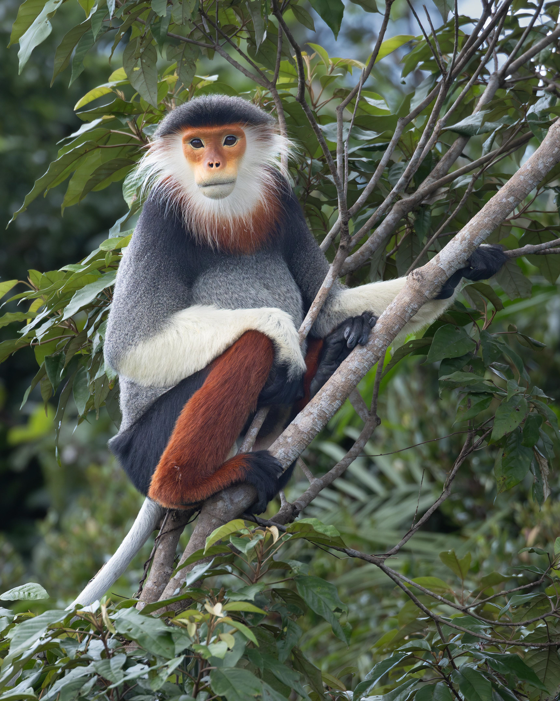 Red-Shanked Douc - Vietnam