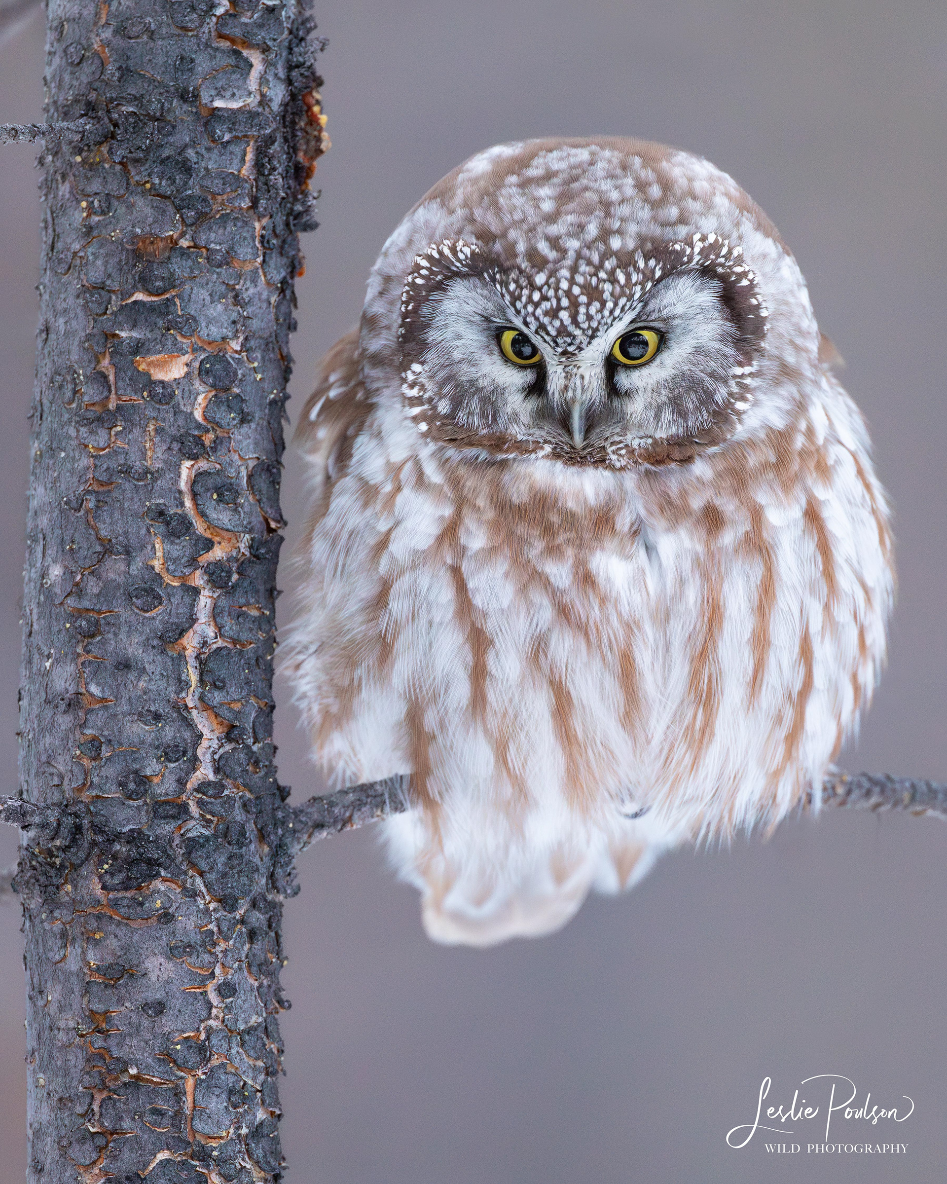 Boreal Owl - Canada