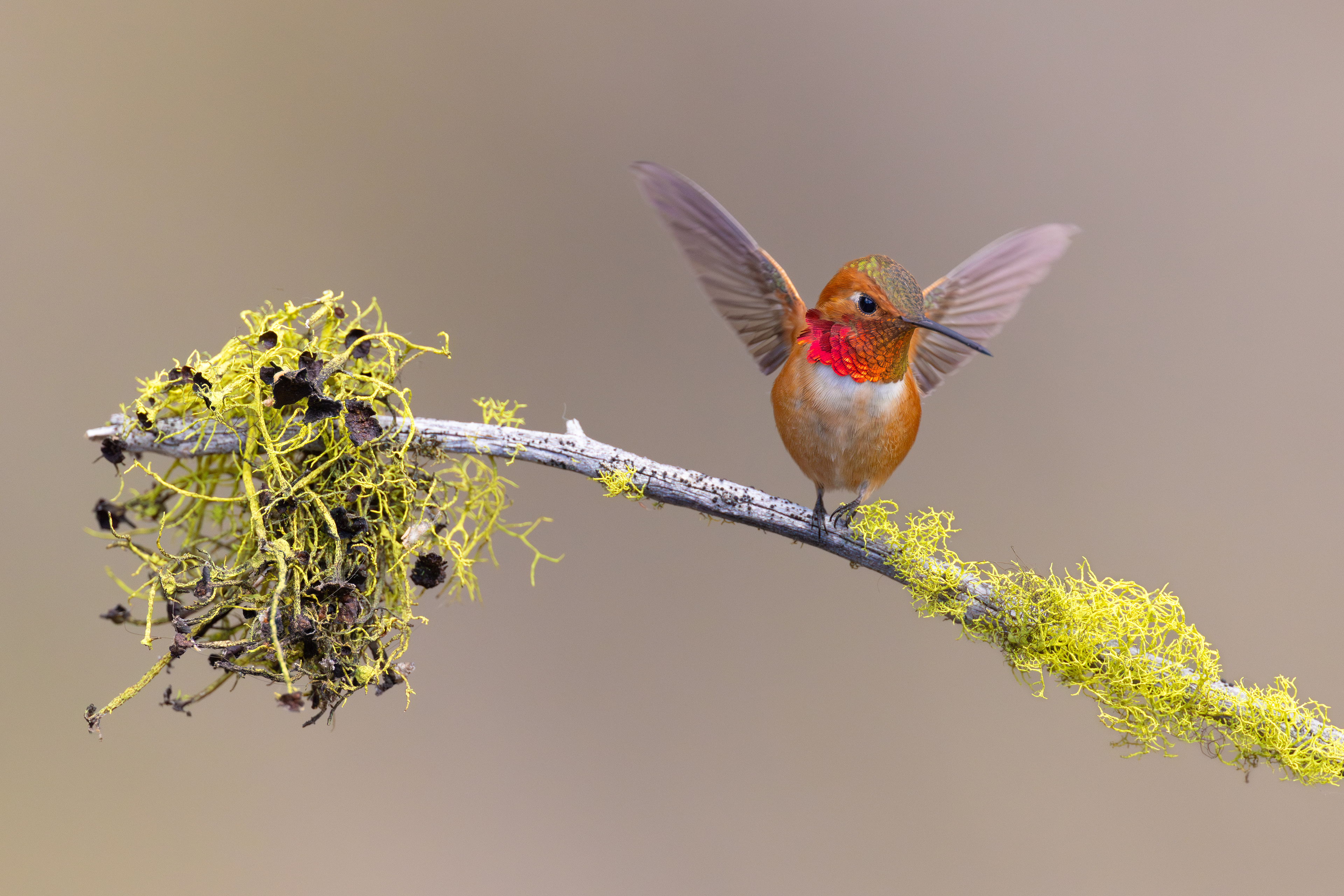 Rufous Hummingbird - Canada