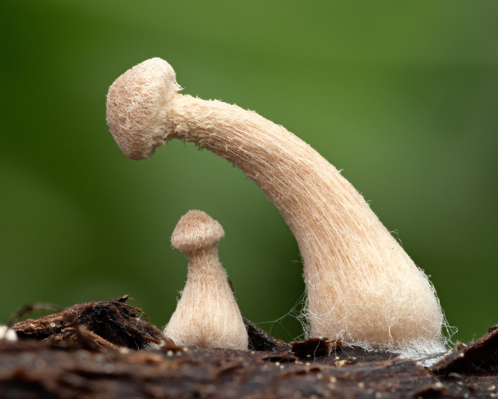 Mushrooms (15mm high)