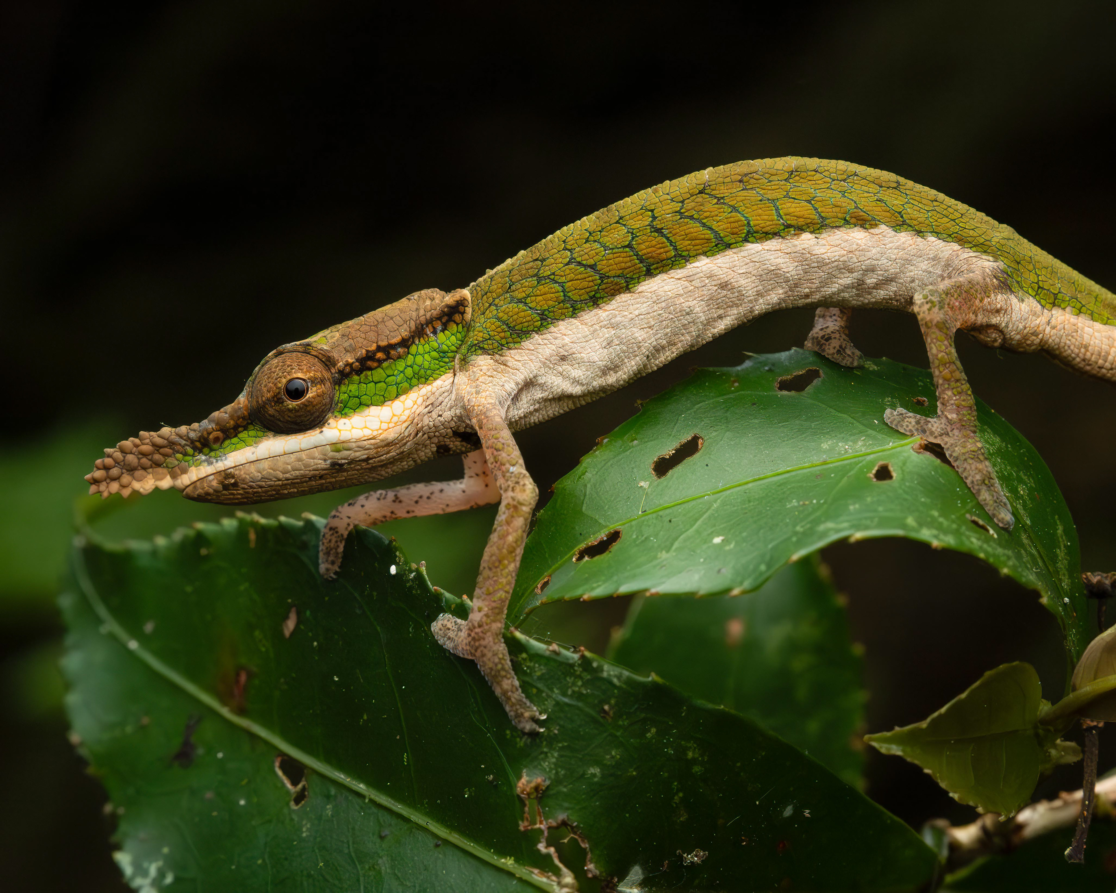 Chameleon: Calumma roaloko - Madagascar