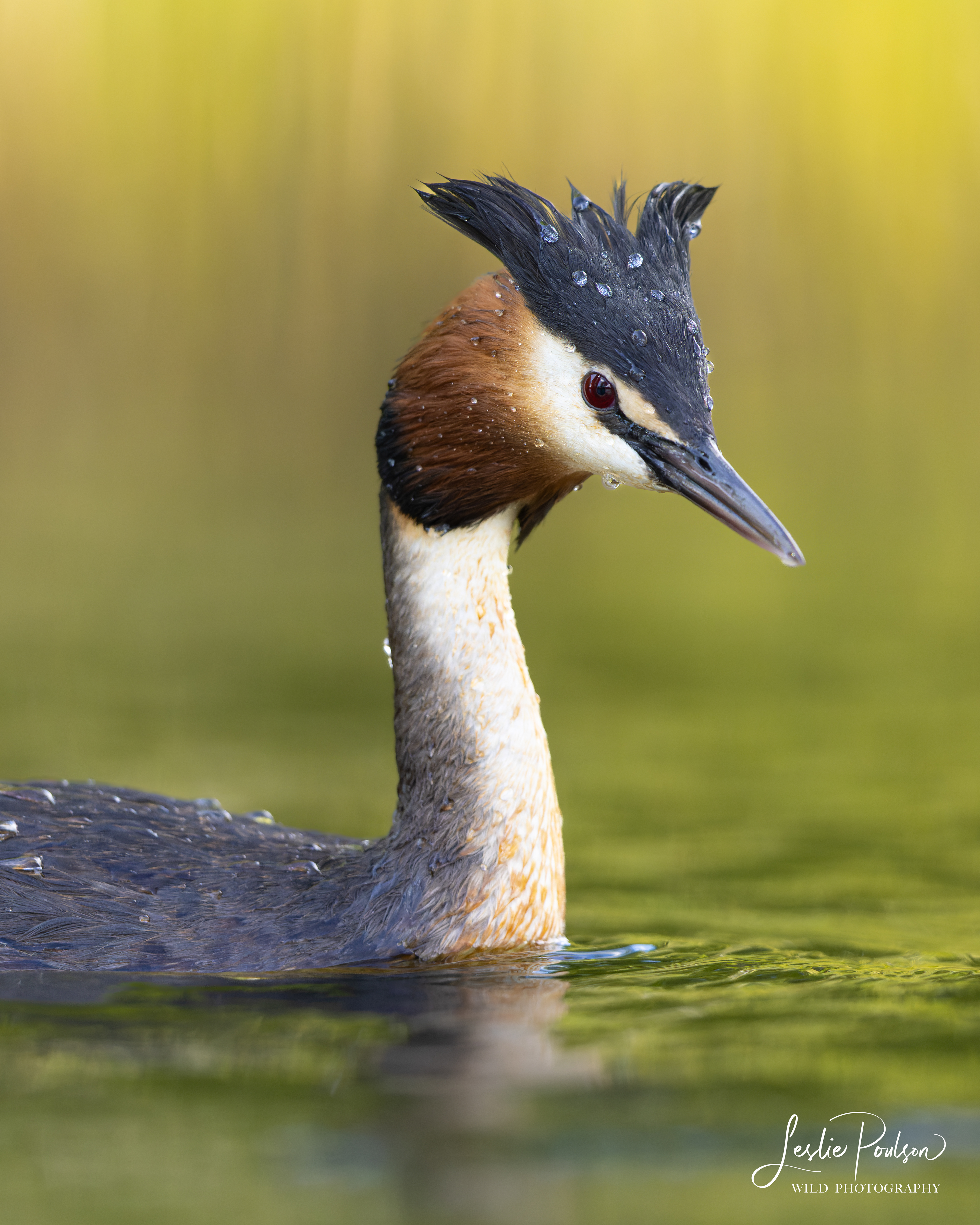Pūteketeke / Australasian Crested Grebe Portrait