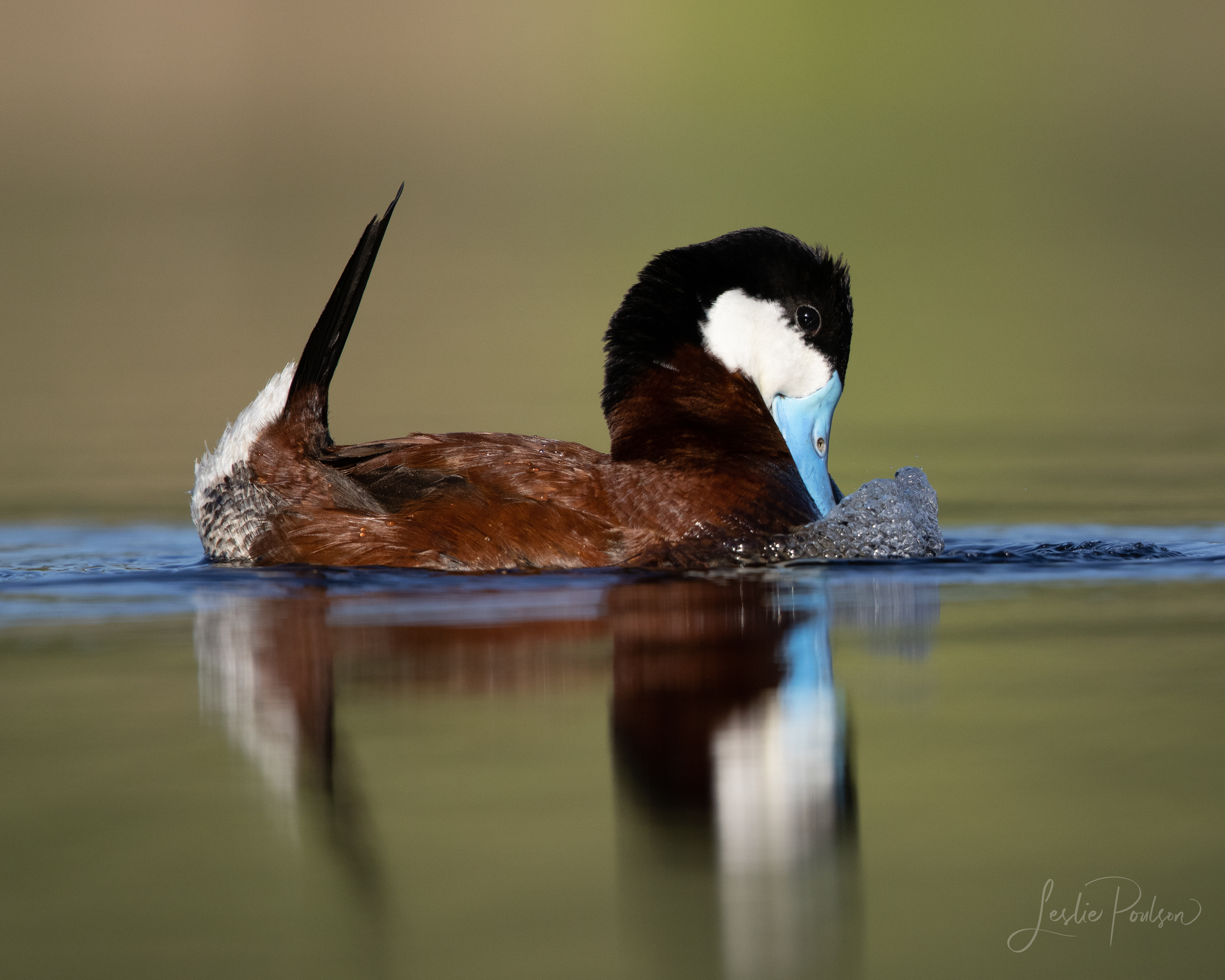 Ruddy Duck - Canada