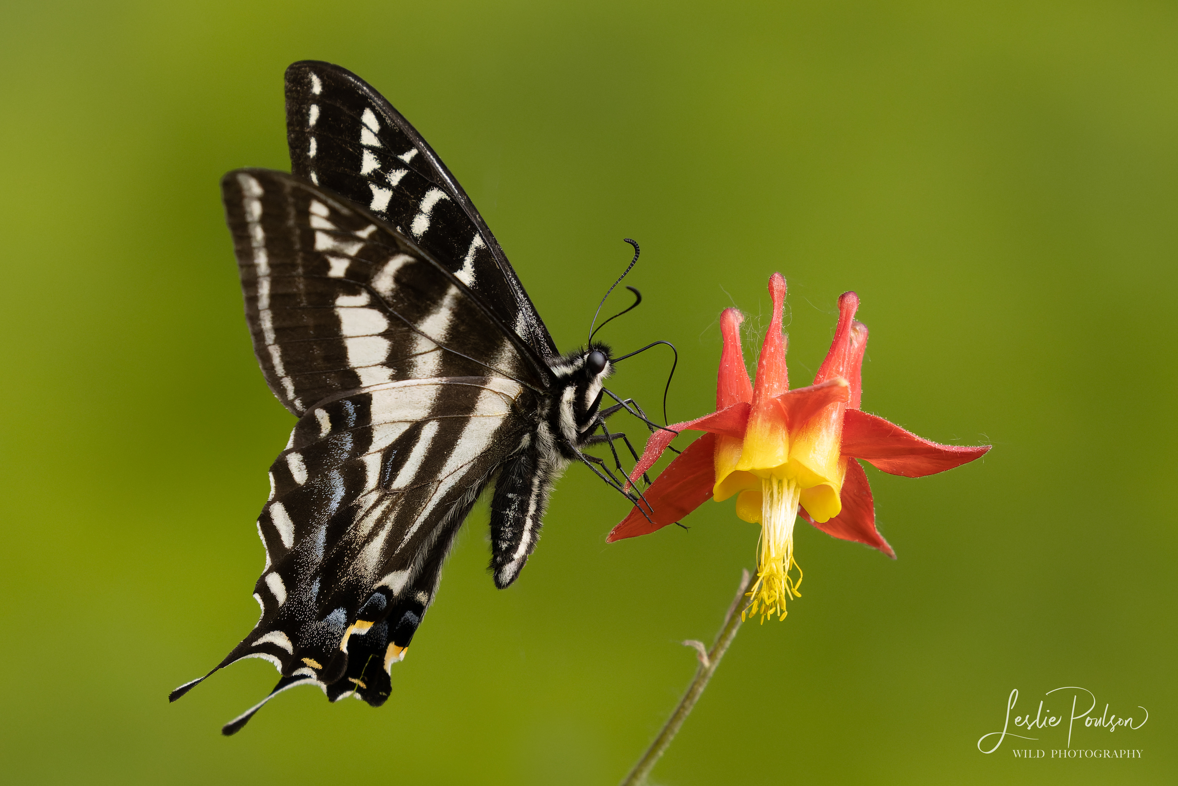 Pale Swallowtail and Red Columbine - Canada