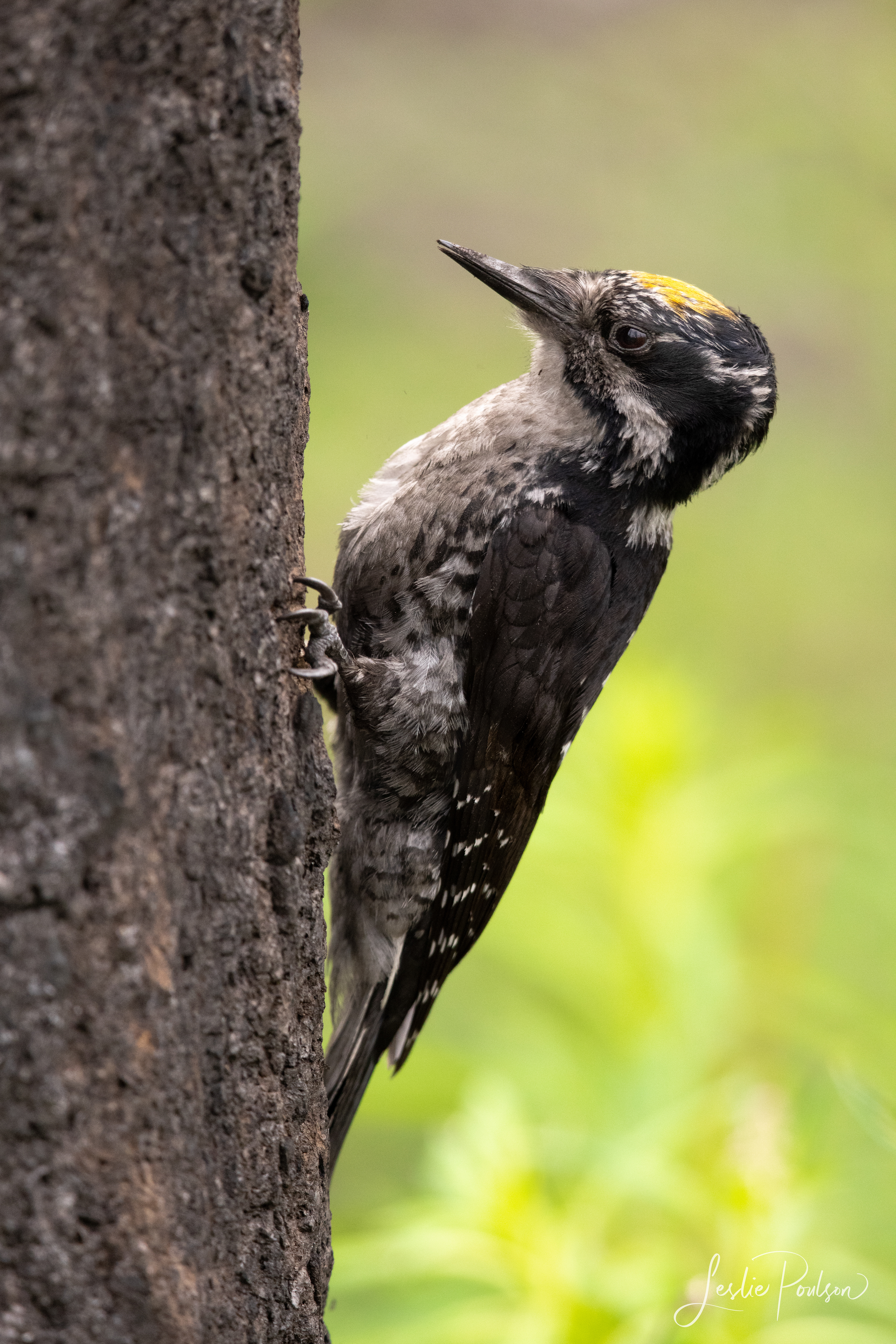 Three-Toed Woodpecker - Canada