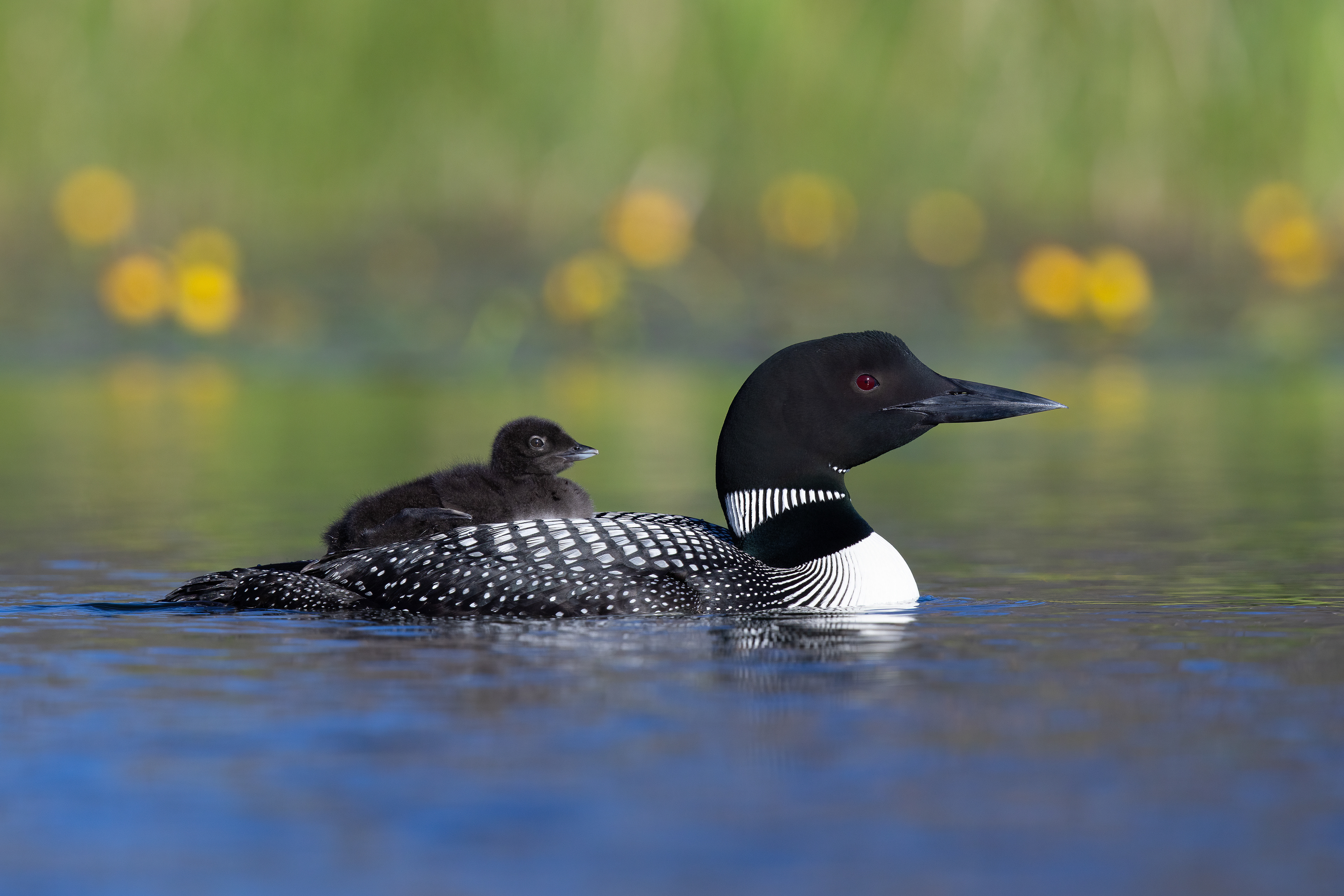 Common loon - Canada