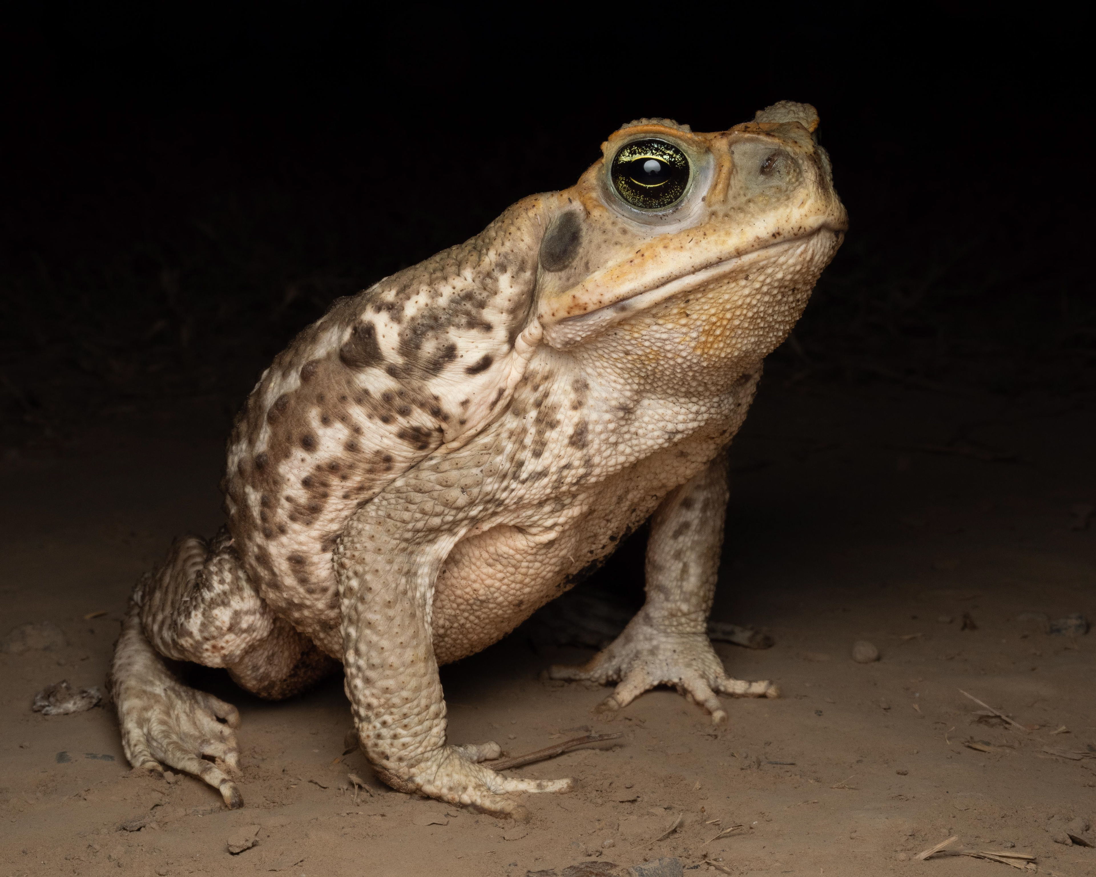 Cururu Toad - Bolivia