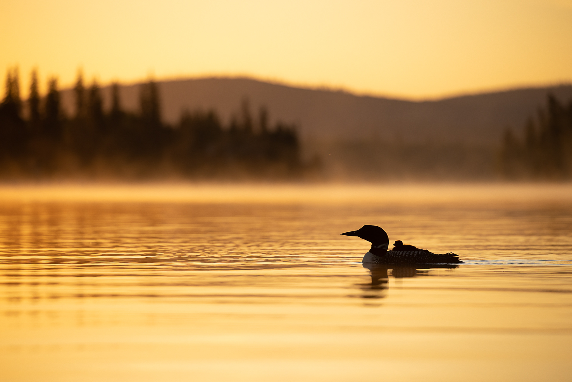 Loon + Chick at Sunrise
