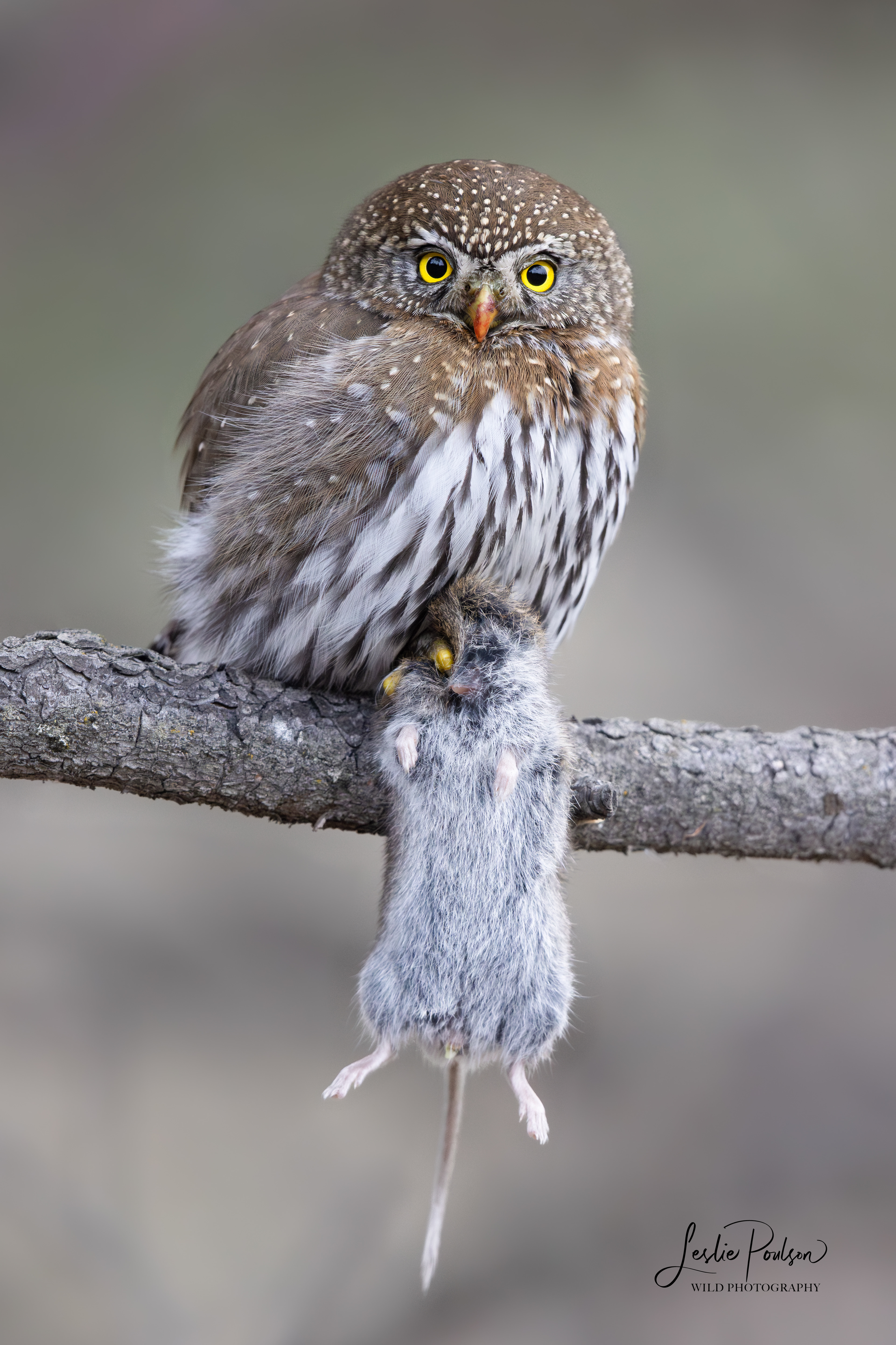 Northern Pygmy-Owl - Canada