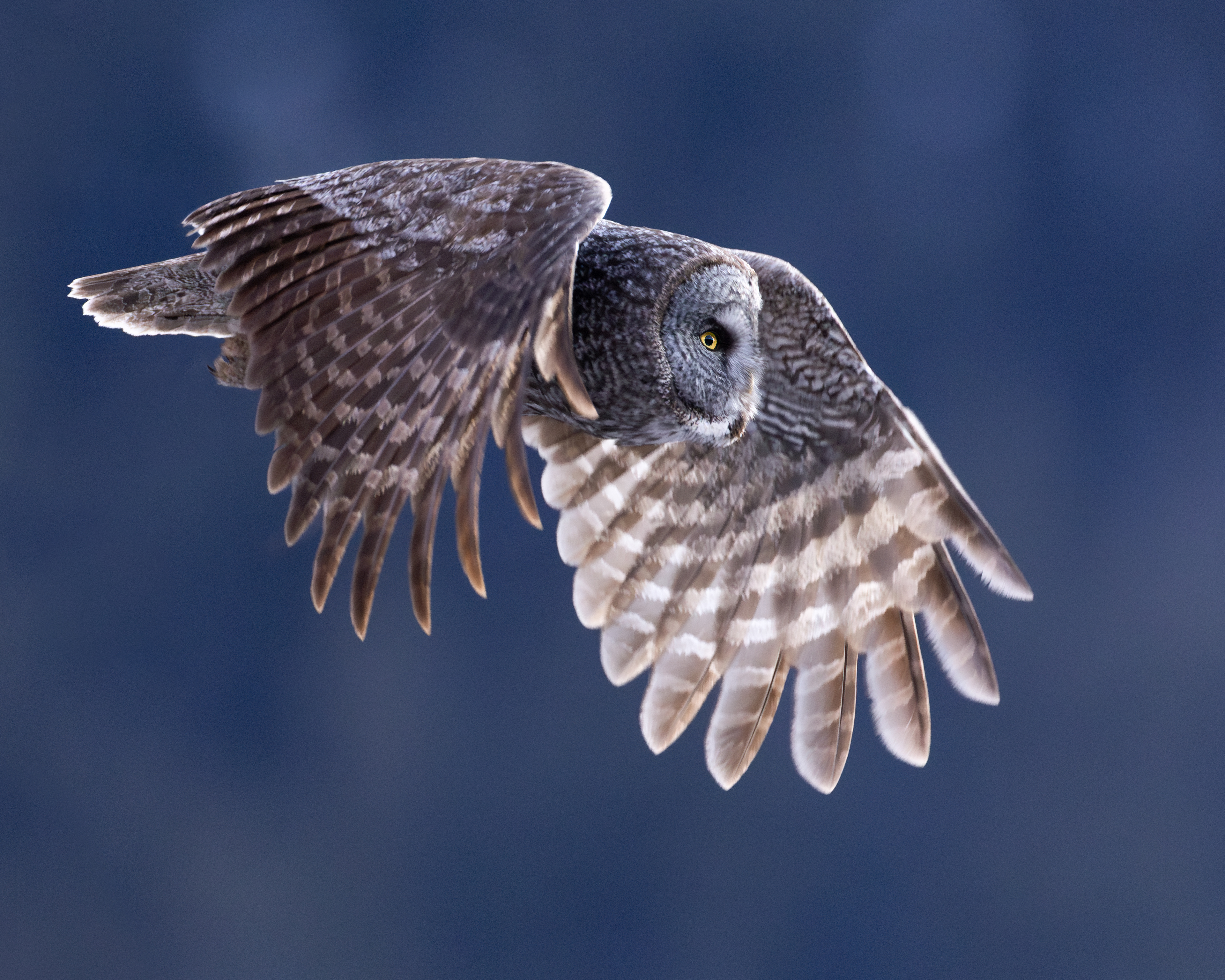 Great Grey Owl