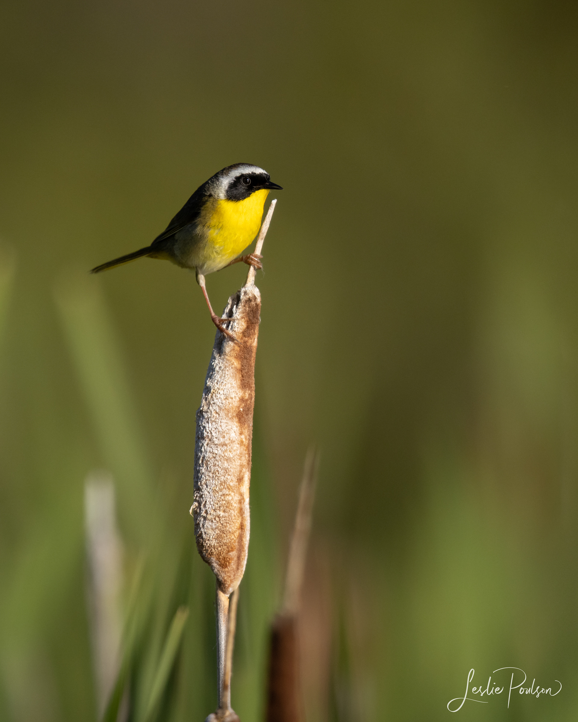 Common Yellowthroat - Canada