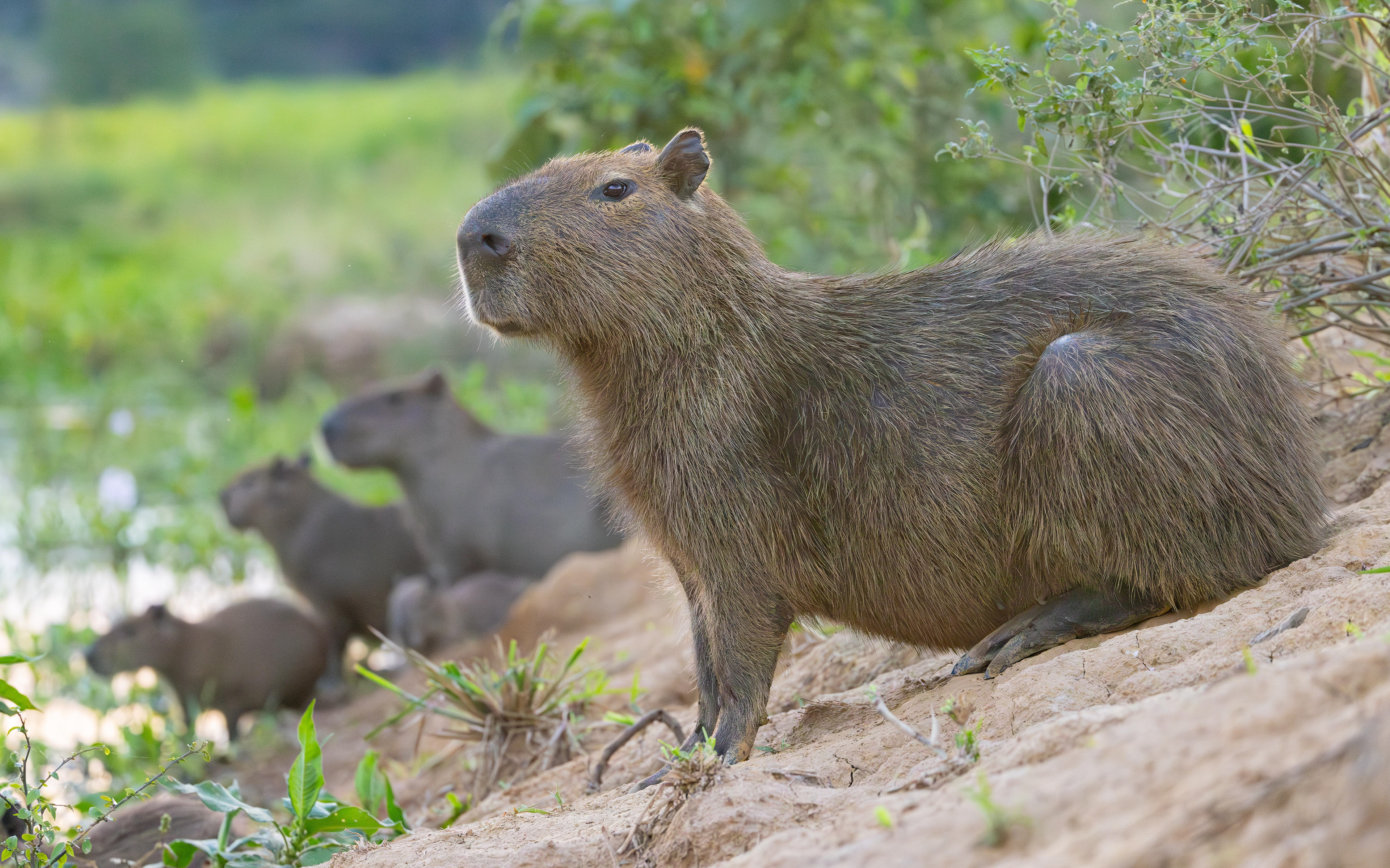 Capybaras - Bolivia