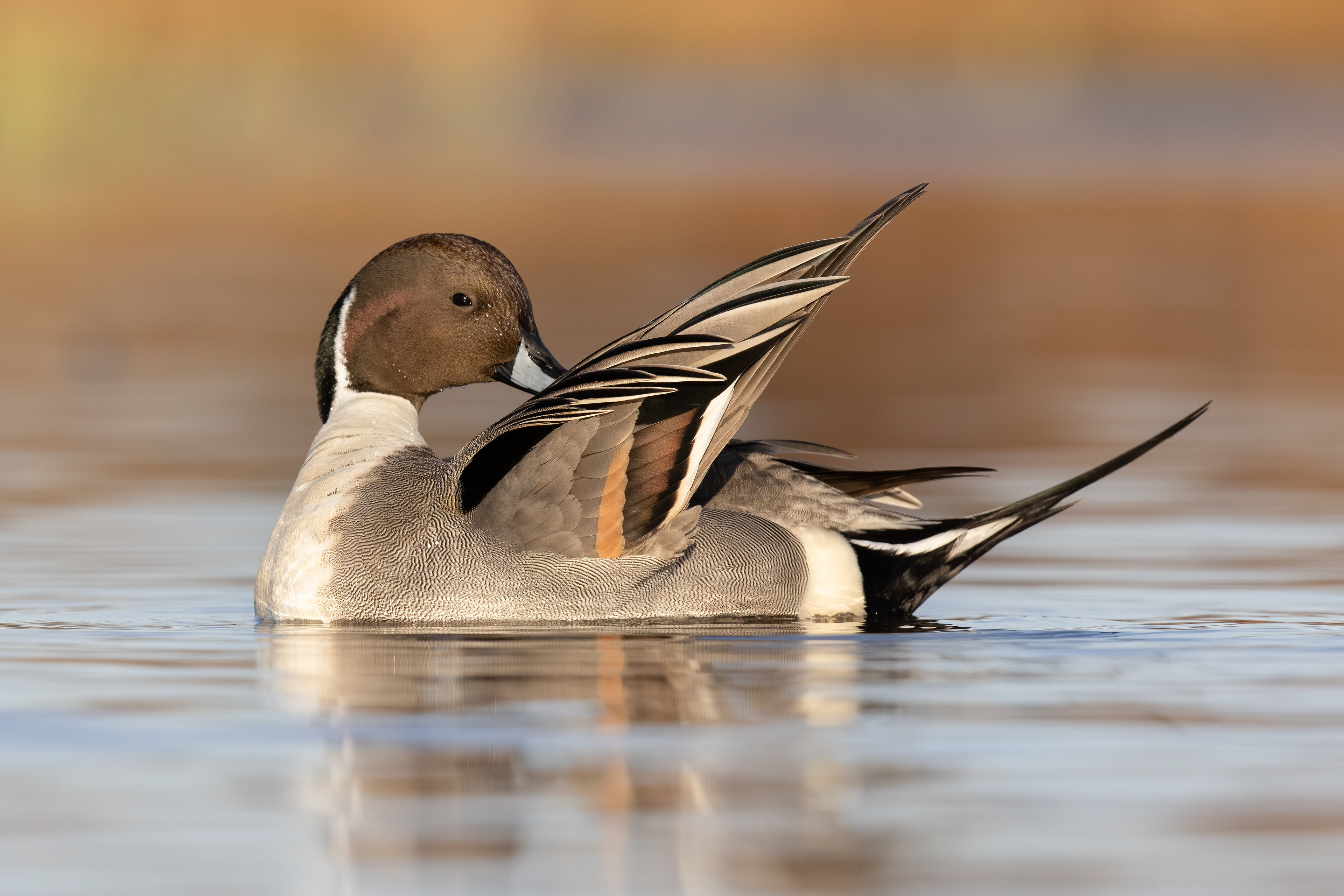 Northern Pintail - Canada