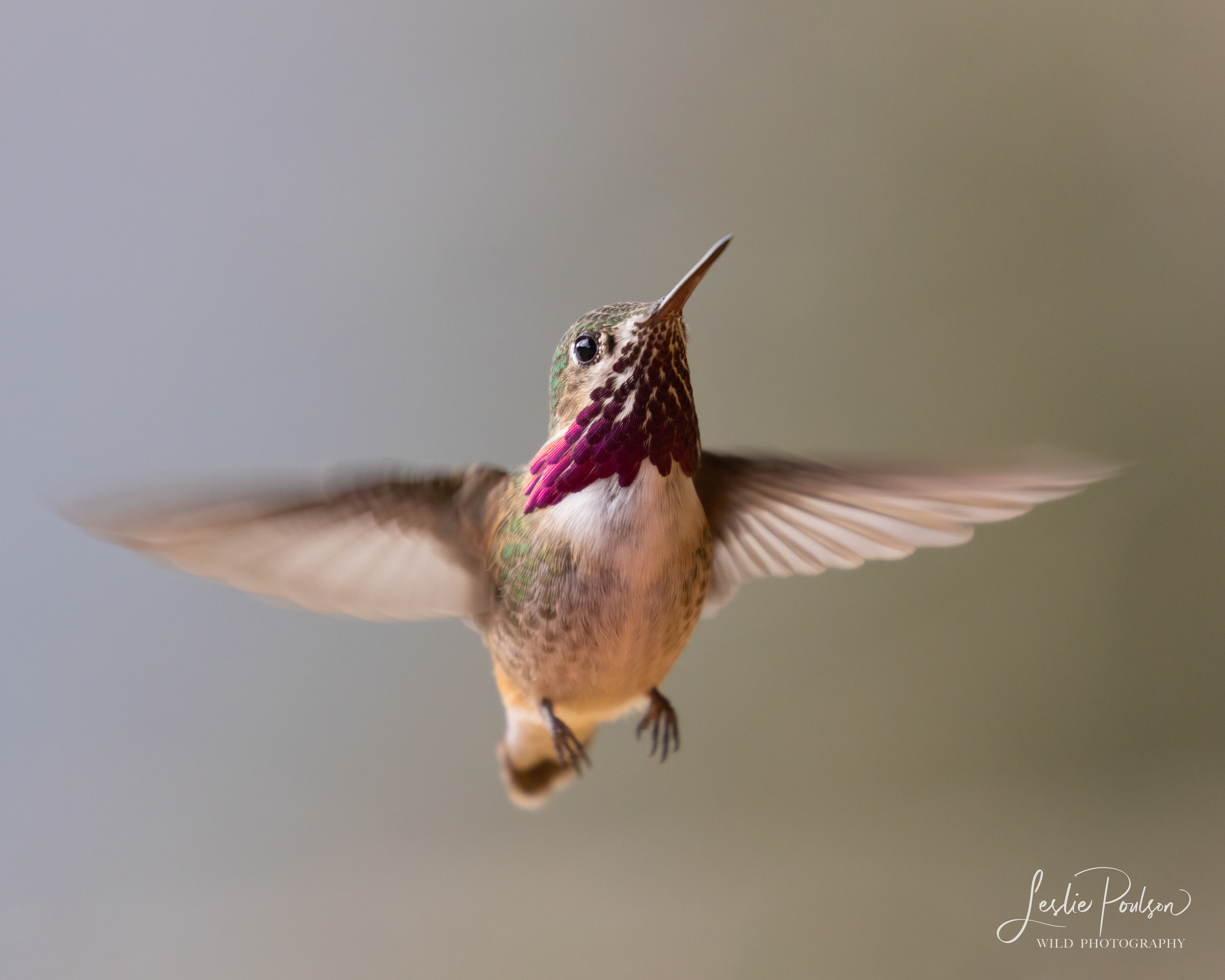 Calliope Hummingbird - Canada