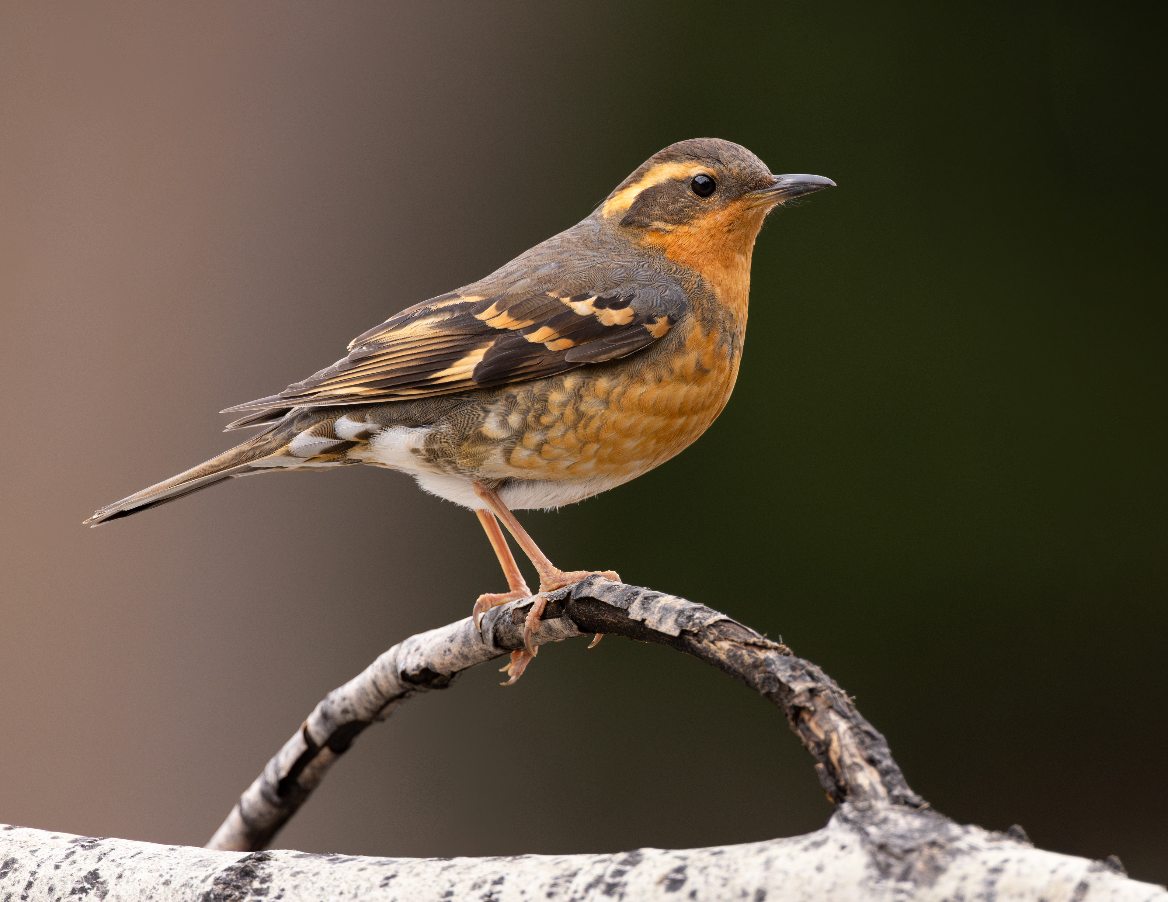Varied Thrush