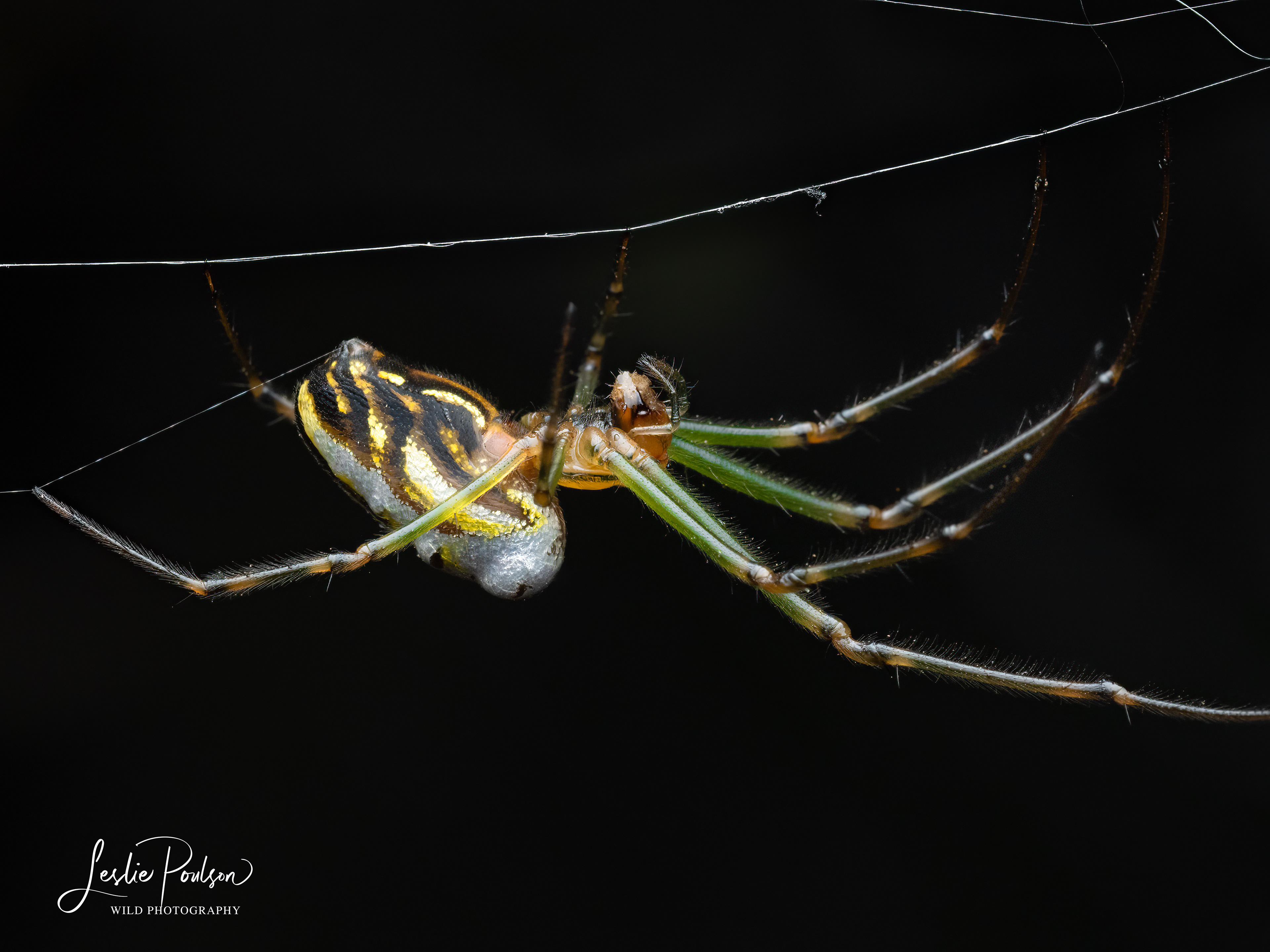 Silver Orb-Weaver Spider