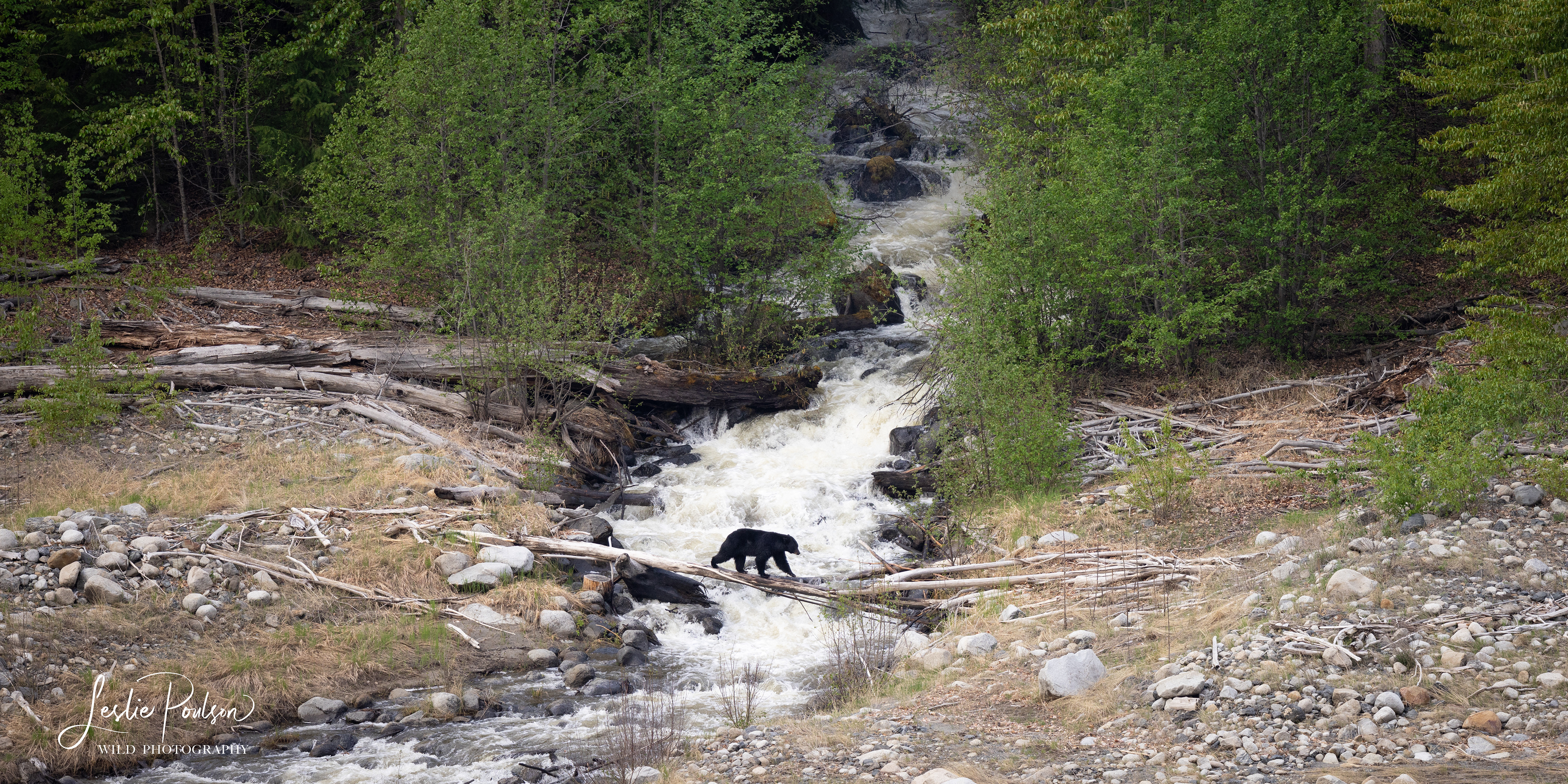 Black Bear Crossing - Canada